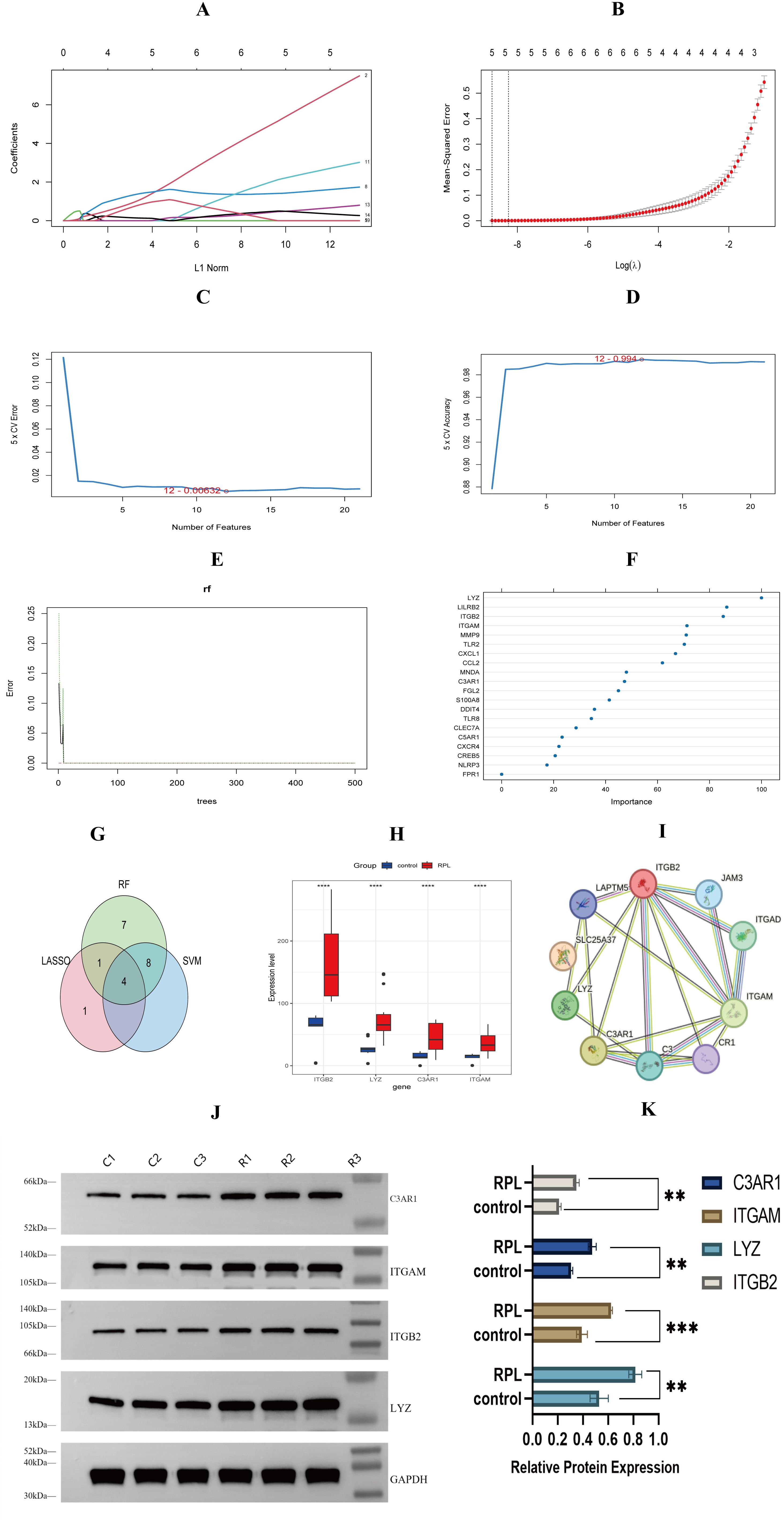 Graphical representation depicting various analytical methods and data results: A) LASSO coefficient paths with increasing L1 norm. B) Mean squared error versus log lambda in cross-validation. C) Feature number against cross-validation error. D) Number of features versus cross-validation accuracy. E) Random forest error across tree count. F) Importance of features ranked. G) Venn diagram showing shared genes between RF, LASSO, and SVM. H) Box plots of expression levels in control and experimental groups. I) Network diagram of protein-protein interactions. J) Western blot analysis showing protein bands. K) Bar graph of relative protein expression levels with significance markers.