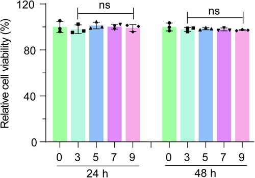 Bar graph showing relative cell viability percentages at 24 and 48 hours for treatment concentrations labeled 0, 3, 5, 7, and 9. All groups maintain high viability above 90 percent at both time points. Error bars represent standard deviation, and no statistically significant differences (denoted as