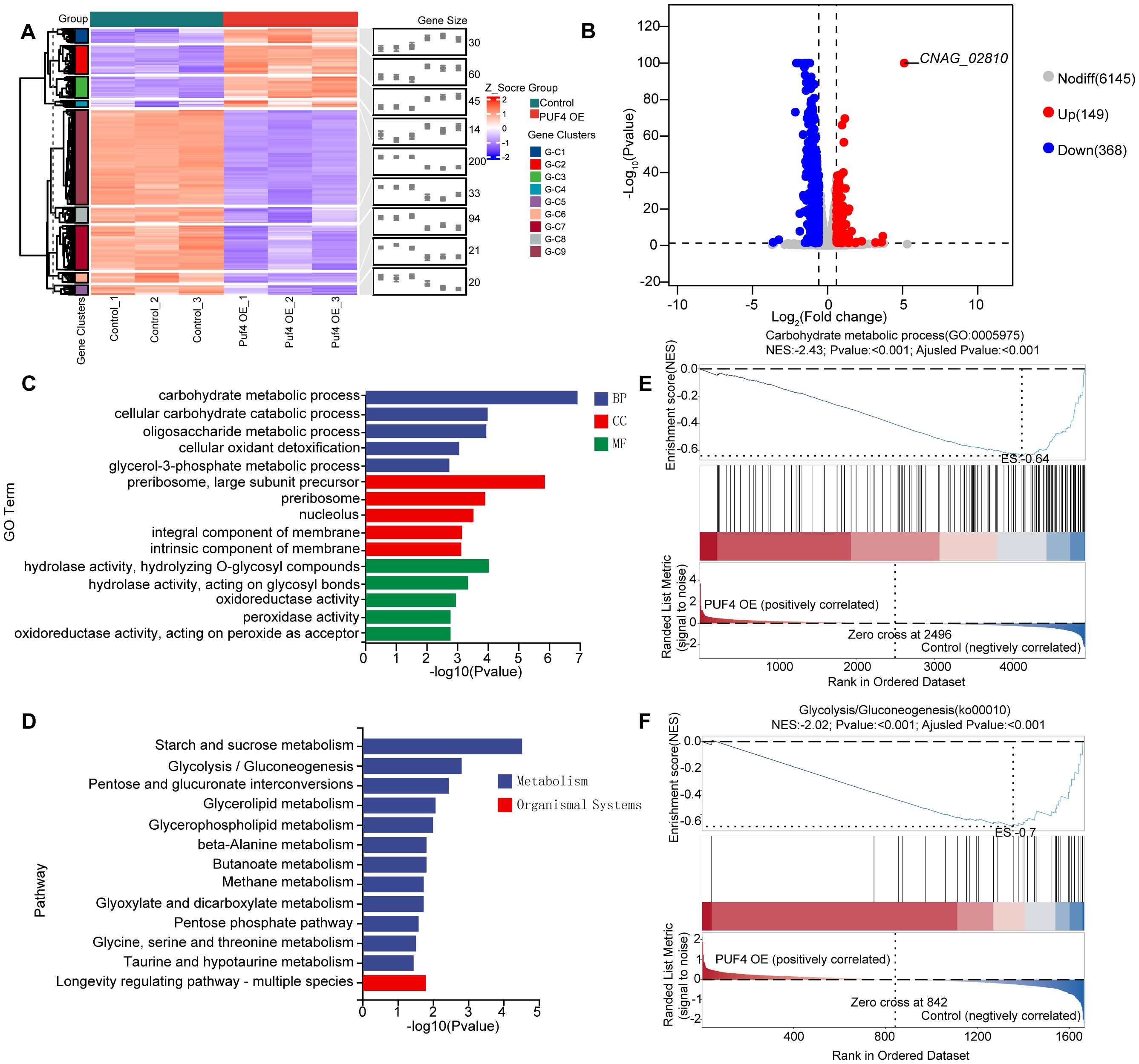The image contains multiple panels displaying gene expression and pathway analysis data. Panel A shows a heatmap of gene clusters categorized by color, indicating different score groups. Panel B presents a volcano plot revealing upregulated and downregulated genes, including CNAG_02810. Panel C illustrates a bar chart of Gene Ontology terms, highlighting biological process, cellular component, and molecular function categories. Panel D features a bar chart of metabolic and organismal pathways with associated p-values. Panels E and F display enrichment plots with ranked list metrics for carbohydrate metabolic process and glycolysis/gluconeogenesis pathways, each indicating enrichment scores and correlations.