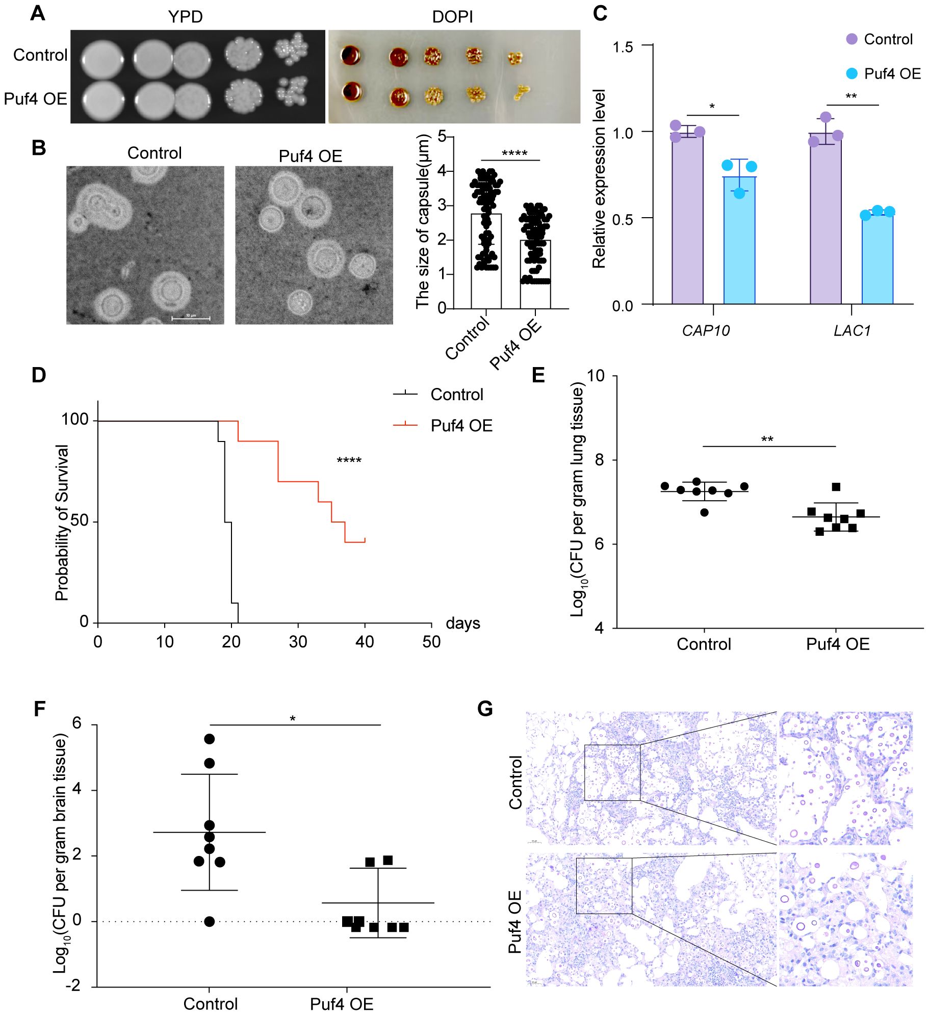 Panel A shows yeast growth on YPD and DOPI media, with control and Puf4 OE exhibiting different colony sizes. Panel B includes electron micrographs and a graph indicating increased capsule size in Puf4 OE. Panel C presents a bar graph, showing reduced expression levels of CAP10 and LAC1 in Puf4 OE. Panel D is a survival curve showing higher survival in Puf4 OE. Panel E shows lower CFU in lungs of Puf4 OE, and Panel F shows lower CFU in brain tissue. Panel G consists of histological images highlighting lung tissue differences between control and Puf4 OE.