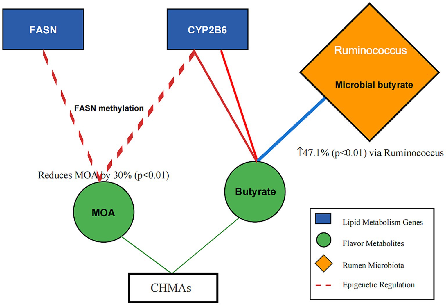 Flowchart illustrating the interaction between FASN, CYP2B6, and butyrate. FASN and CYP2B6 are linked to butyrate, influencing MOA, with a reduction of thirty percent (p<0.01) via FASN methylation. Butyrate increases by forty-seven point one percent (p<0.01) via Ruminococcus. Key indicates lipid metabolism genes (blue), flavor metabolites (green), rumen microbiota (orange), and epigenetic regulation (dashed lines).