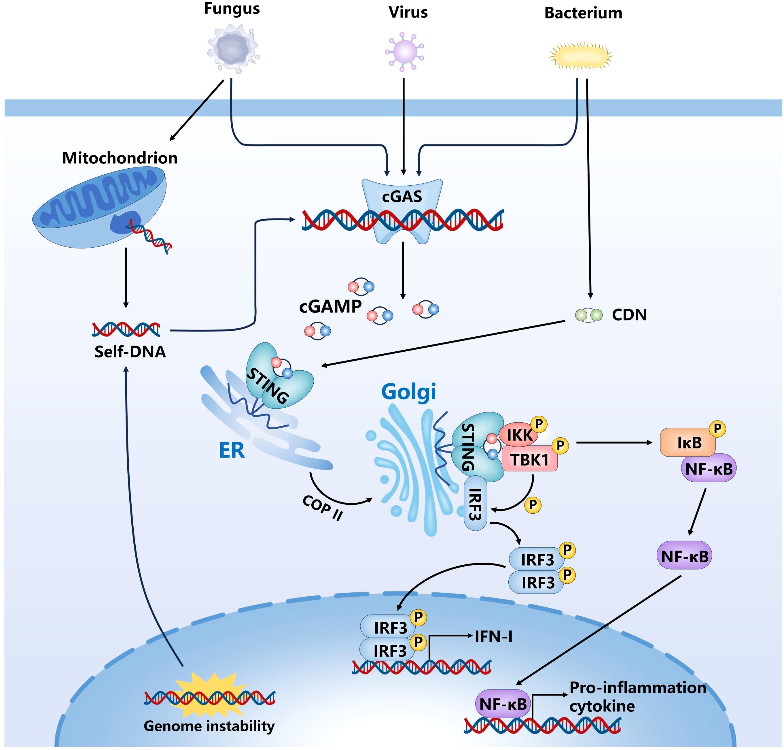 Diagram illustrating the cGAS-STING signaling pathway. Pathogens like fungus, viruses, and bacteria activate cGAS, leading to cGAMP production. cGAMP activates STING, moving it from the ER to the Golgi. This activates TBK1 and IRF3, resulting in IFN-I production and genome instability. NF-κB also activates, inducing pro-inflammatory cytokines, following IκB phosphorylation.