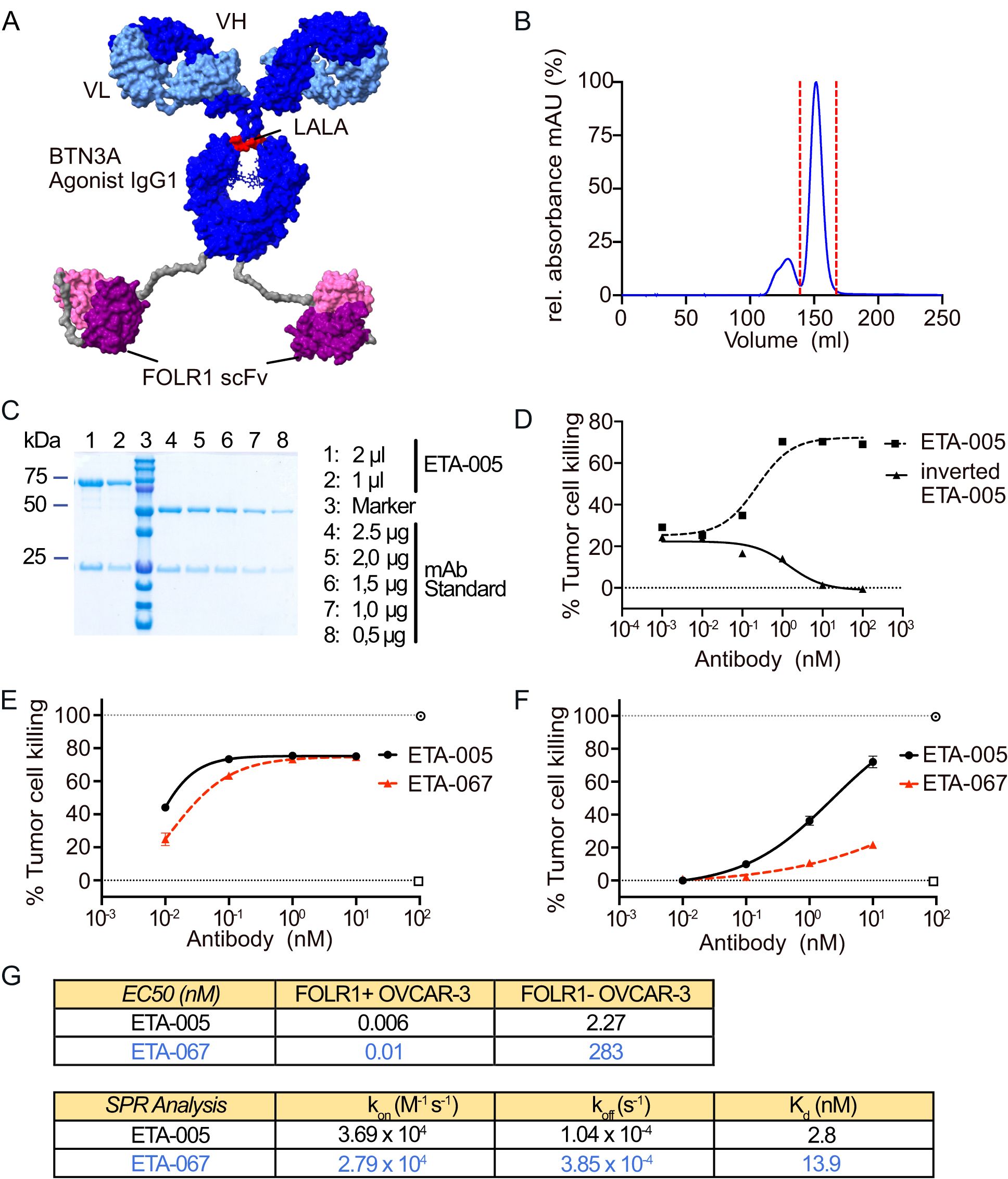 Composite image containing six panels: A) Diagram of antibody structure highlighting BTN3A and FOLR1 interaction sites. B) Graph showing relative absorbance versus volume. C) Gel electrophoresis image with multiple lanes labeled with different volumes of ETA-005 and a standard. D) Graph depicting tumor cell killing percentage against antibody concentration for ETA-005 and inverted ETA-005. E and F) Graphs comparing tumor cell killing percentages for ETA-005 and ETA-067 at varying antibody concentrations. G) Table with data on EC50 values and SPR analysis for ETA-005 and ETA-067 with FOLR1+ and FOLR1- OVCAR-3.