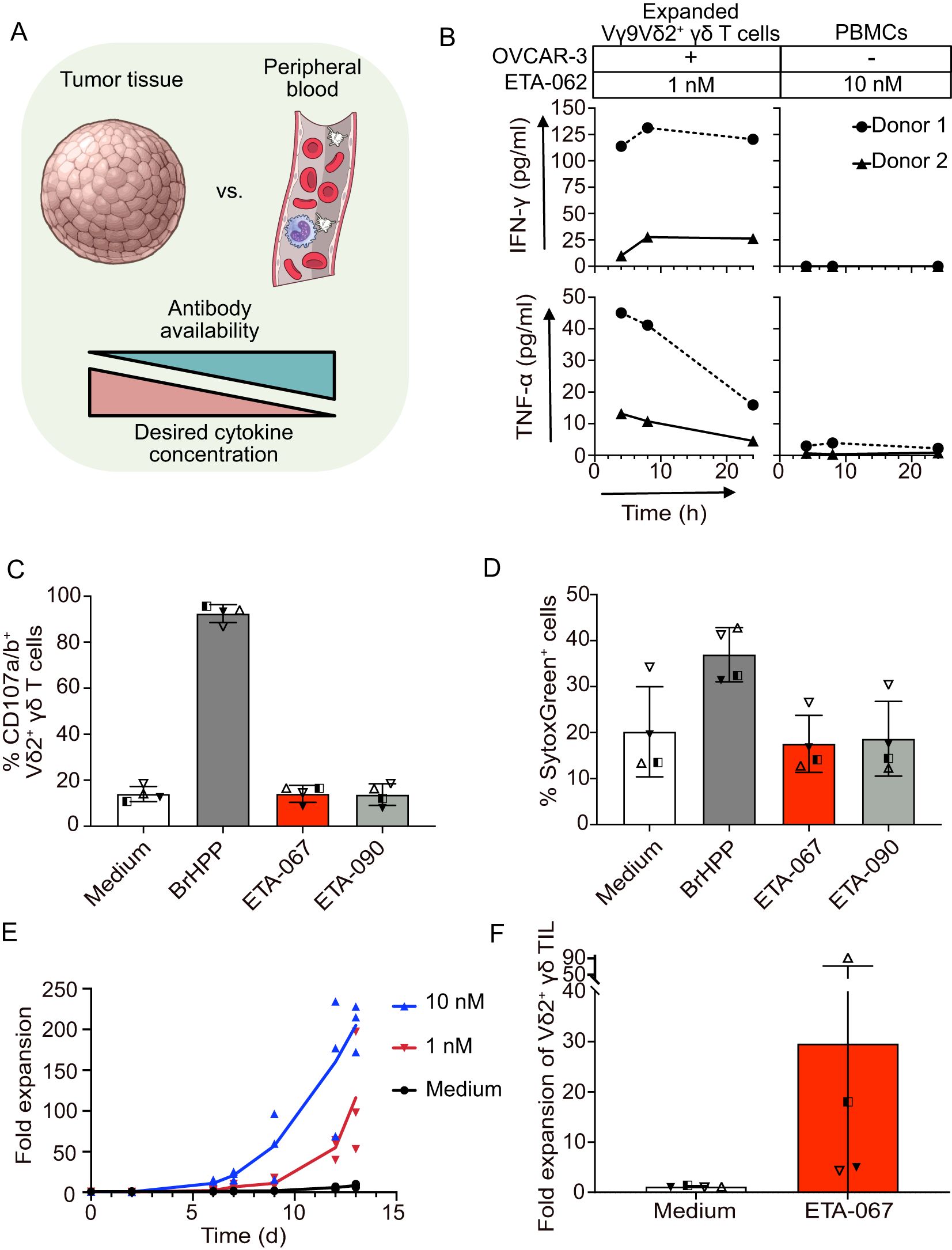 Diagram showing multiple panels of data related to immune response and T cell activity. (A) Illustration comparing antibody availability in tumor tissue versus peripheral blood with a graph indicating desired cytokine concentration. (B) Line graphs depicting IFN-γ and TNF-α levels in expanded Vy9Vδ2 T cells and PBMCs treated with OVCAR-3 and ETA-062 over time. (C) Bar graph showing percentage of CD107a/b+ Vy9Vδ2 T cells across different treatments. (D) Bar graph showing percentage of SytoxGreen+ cells under various conditions. (E) Line graph displaying fold expansion of T cells over days at different concentrations. (F) Bar graph indicating fold expansion of Vδ2+ Vy9 TILs with ETA-067 compared to medium.