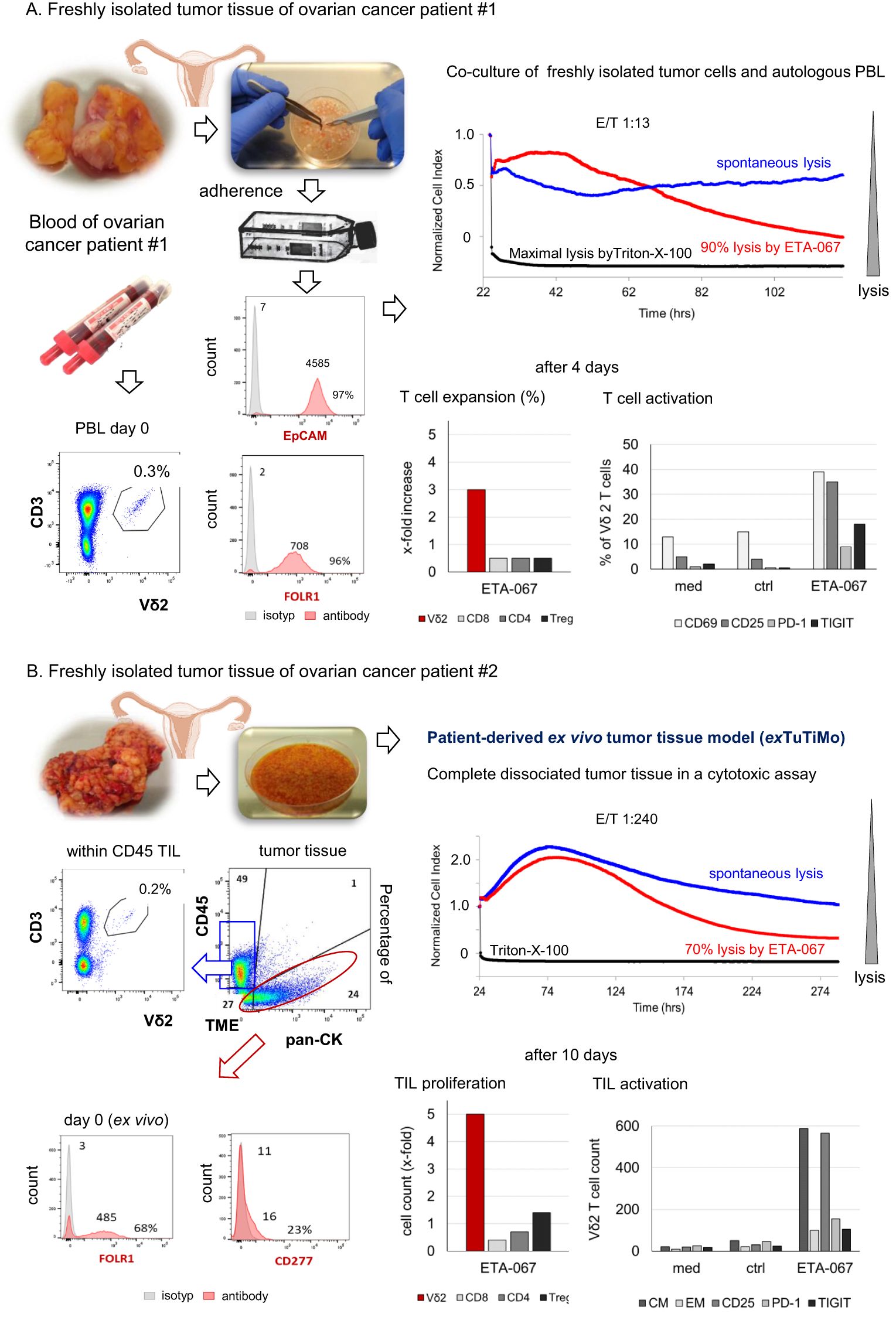 Diagram illustrating experiments with freshly isolated tumor tissues from ovarian cancer patients. Panel A details patient #1: Tumor tissue is cultured, and blood is analyzed. Graphs show Vδ2 T cell expansion and activation, with significant lysis by ETA-067. Panel B describes patient #2: Tumor tissue is processed in an ex vivo model. Graphs display Vδ2 T cell proliferation and activation, with notable lysis by ETA-067. The panels include flow cytometry plots and charts of cell indices and activation markers.