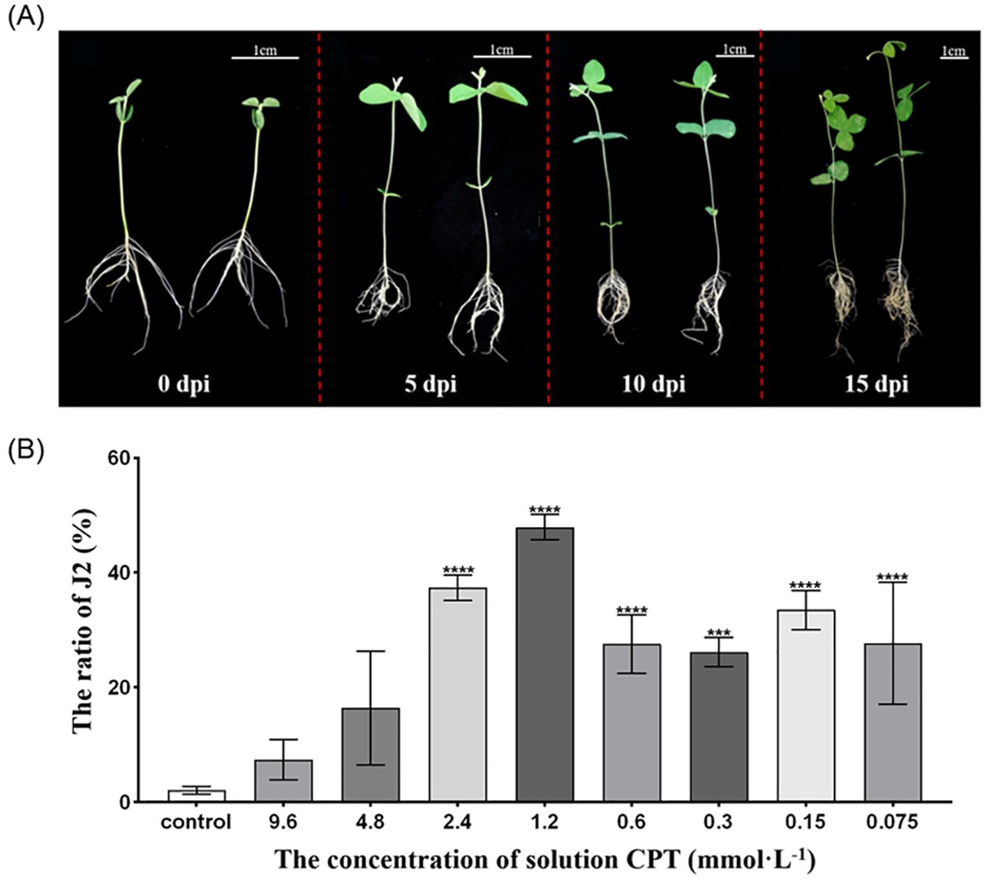 (A) Shows plant growth progression at 0, 5, 10, and 15 days post-inoculation with visible root systems. (B) Bar chart presenting the ratio of J2 (%) versus the concentration of solution CPT in millimoles per liter. Higher concentrations show a significant increase in the proportion of J2, marked by asterisks for statistical significance.