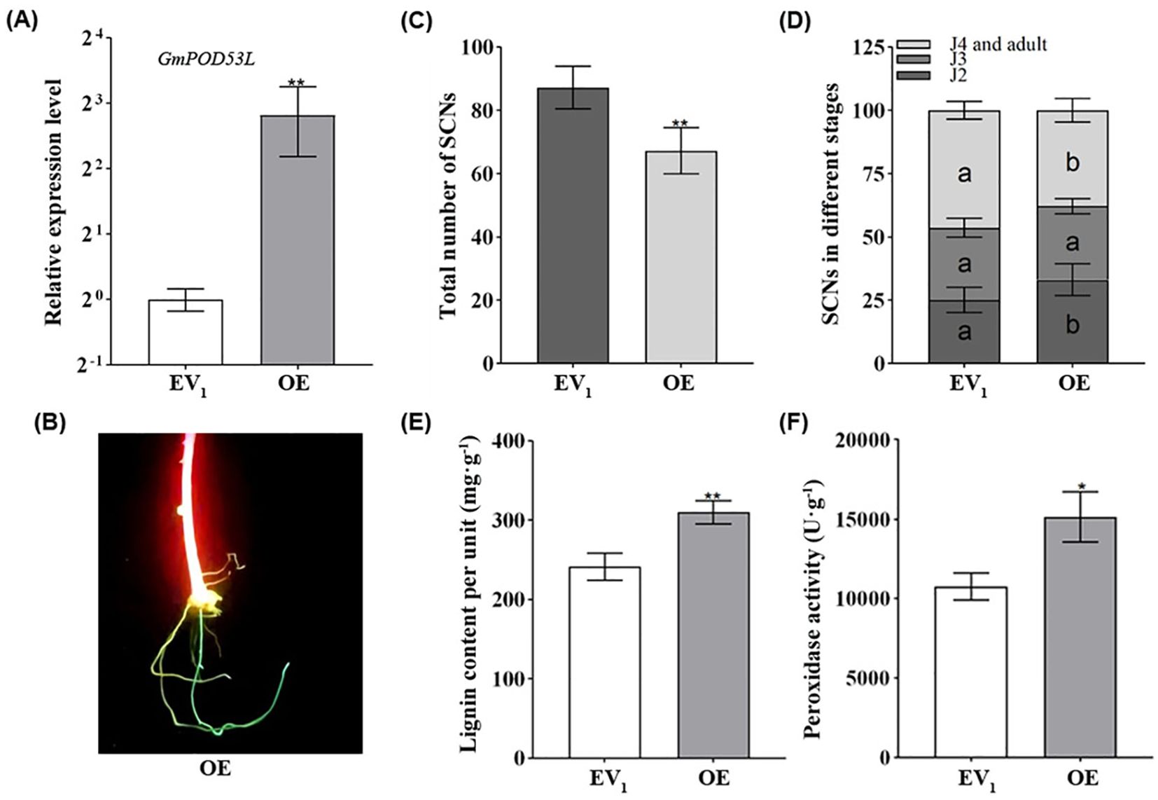 (A) Bar graph showing higher relative expression of GmPOD53L in OE compared to EV₁. (B) Image of a root with fluorescent staining in OE. (C) Bar graph indicating fewer total SCNs in OE versus EV₁. (D) Stacked bar chart detailing SCNs at different stages, with variations between EV₁ and OE. (E) Bar graph of lignin content showing higher levels in OE. (F) Bar graph displaying increased peroxidase activity in OE compared to EV₁. Error bars indicate variability.