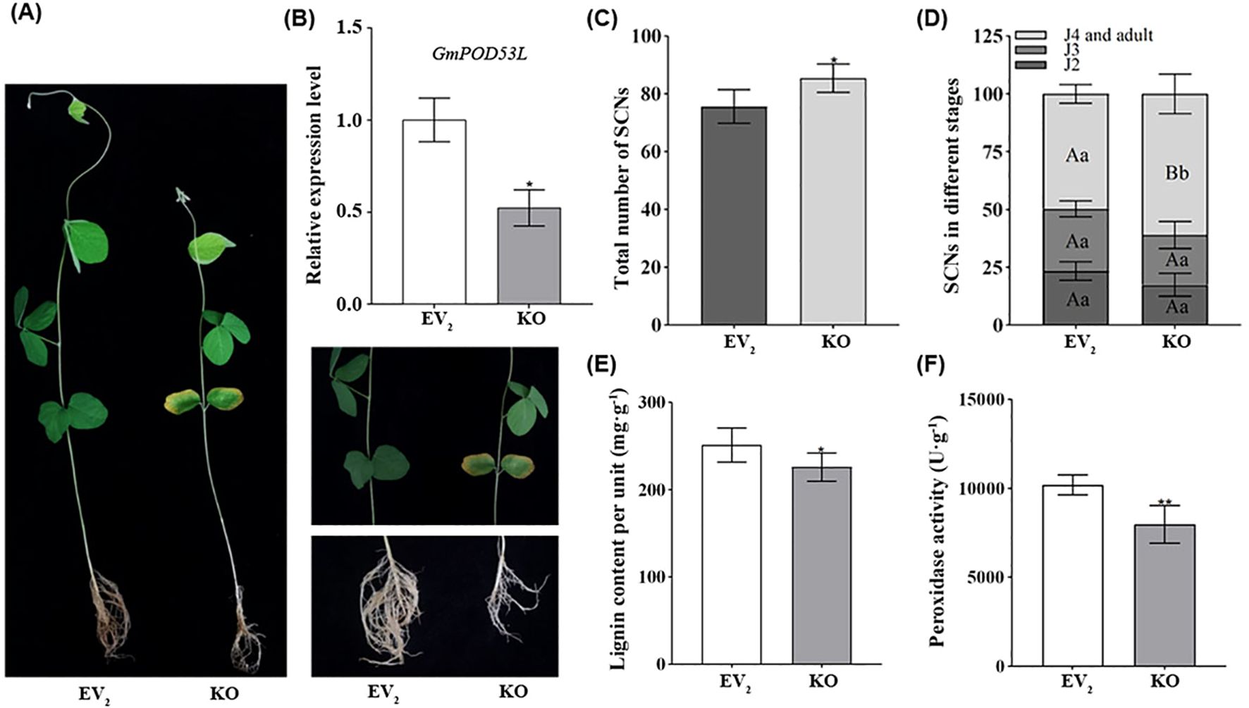 Comparison of soybean plants and related data between EV₂ and KO groups. (A) Images of plants and roots show visible differences in growth. (B) Bar graph shows GmPOD53L expression, with KO group lower. (C) Total number of SCNs is higher in KO. (D) SCNs at different developmental stages in both groups. (E) Lignin content is lower in KO. (F) Peroxidase activity is reduced in KO. Error bars indicate variability.