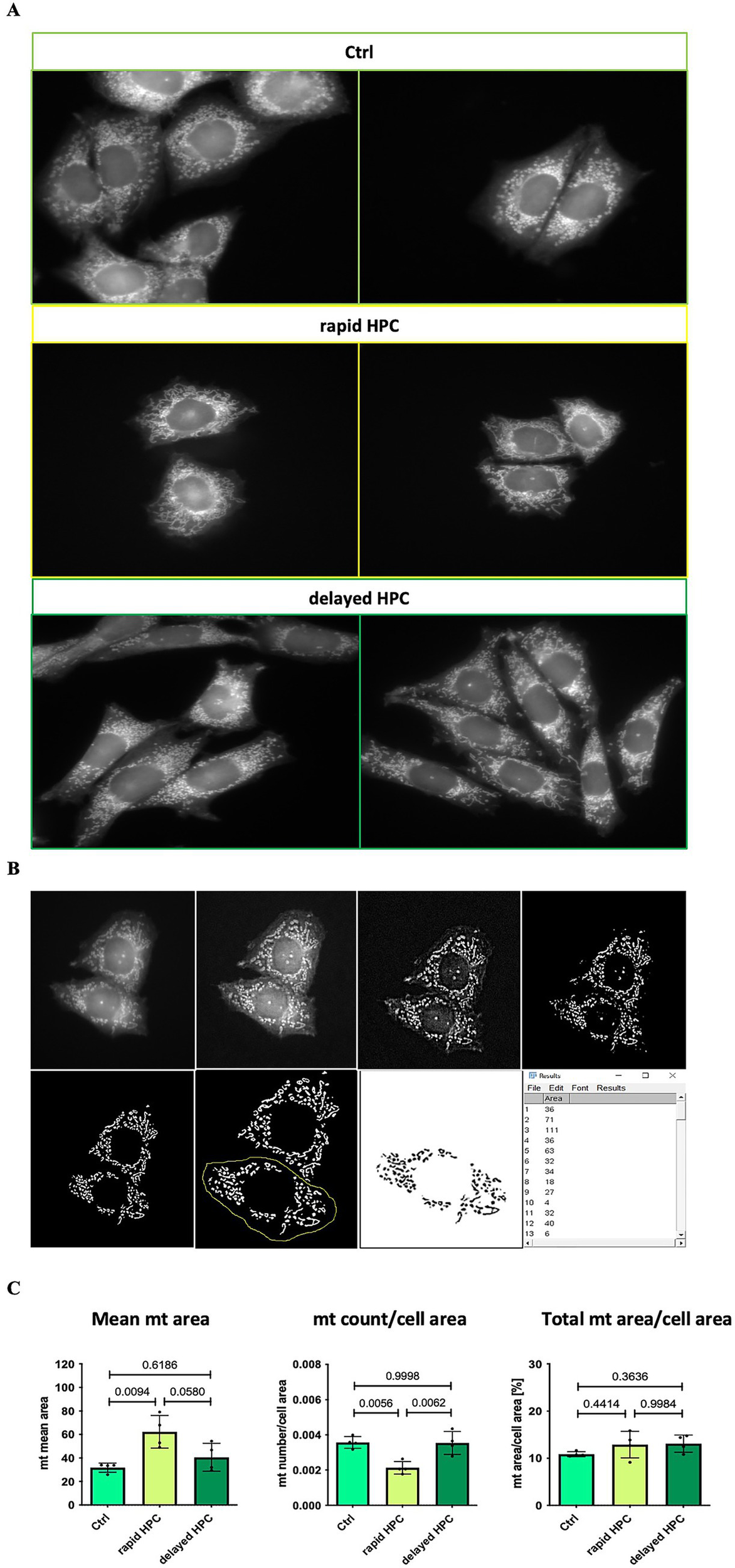 Panel A shows fluorescence microscopy images of cells under three conditions: control, rapid HPC, and delayed HPC. Panel B displays image processing steps, illustrating cellular structures analyzed. Panel C presents bar graphs comparing mean mitochondrial area, mitochondrial count per cell area, and total mitochondrial area per cell area across the conditions, with p-values indicated.