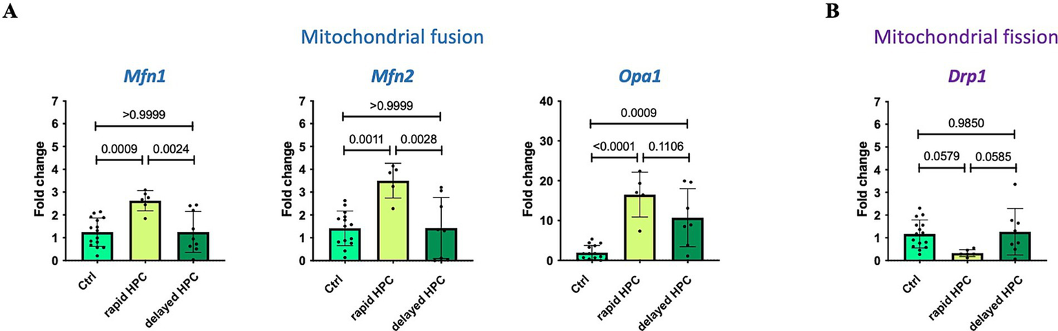 Bar graphs displaying fold change in mRNA expression of mitochondrial fusion and fission factors. Panel A shows Mfn1, Mfn2, and Opa1 involved in mitochondrial fusion with significant changes in rapid and delayed HPC compared to control. Panel B shows Drp1 related to mitochondrial fission, with minimal change across conditions. Statistical significance is indicated with p-values.
