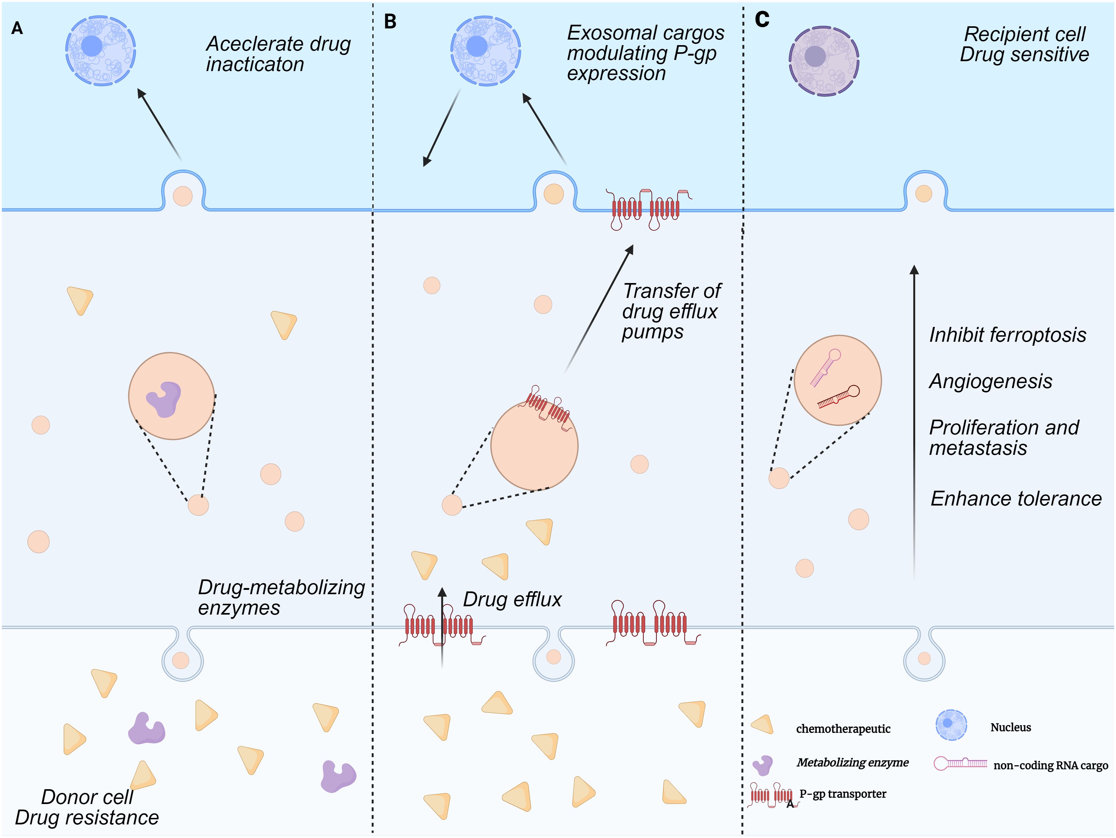 Diagram illustrating three panels of cellular interactions related to drug resistance. Panel A shows donor cells with drug resistance using drug-metabolizing enzymes to inactivate drugs. Panel B depicts the transfer of drug efflux pumps via exosomal cargos modulating P-gp expression. Panel C highlights recipient drug-sensitive cells receiving molecules that inhibit ferroptosis, stimulate angiogenesis, proliferation, metastasis, and enhance tolerance. Legend includes icons for chemotherapeutics, enzymes, P-gp transporters, and non-coding RNA cargos.