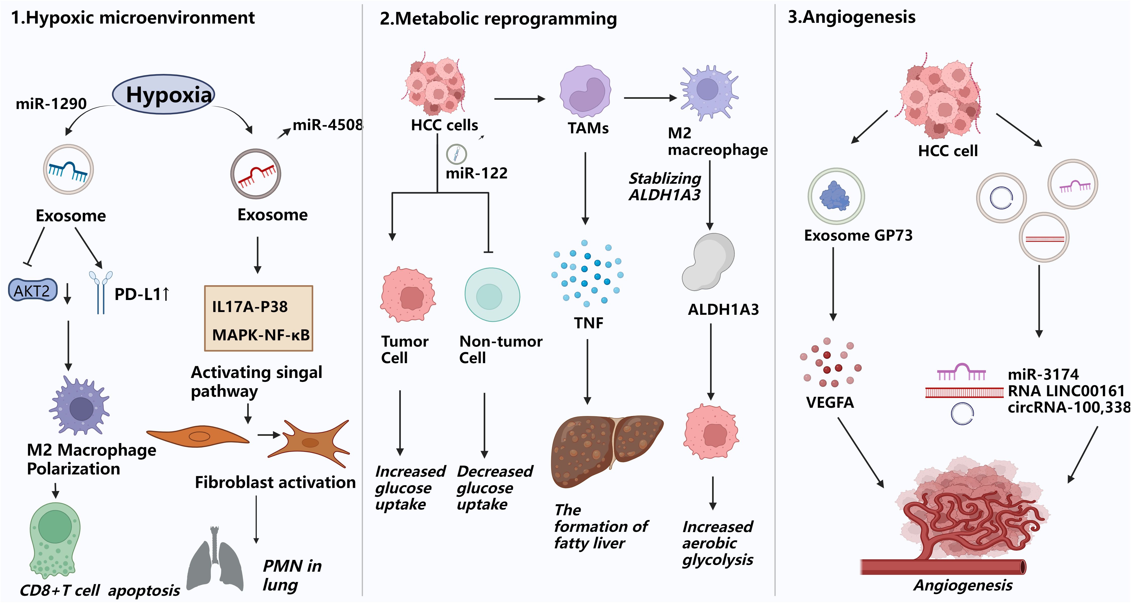 Diagram illustrating three processes: 1) Hypoxic microenvironment, where hypoxia releases exosomes affecting AKT2 and PD-L1, leading to macrophage polarization and CD8+ T cell apoptosis. 2) Metabolic reprogramming, showing HCC cells and macrophages influencing tumor and non-tumor cells, impacting glucose uptake and fatty liver formation. 3) Angiogenesis, where HCC cells release exosomes and miR-3174, promoting VEGFA and angiogenesis.