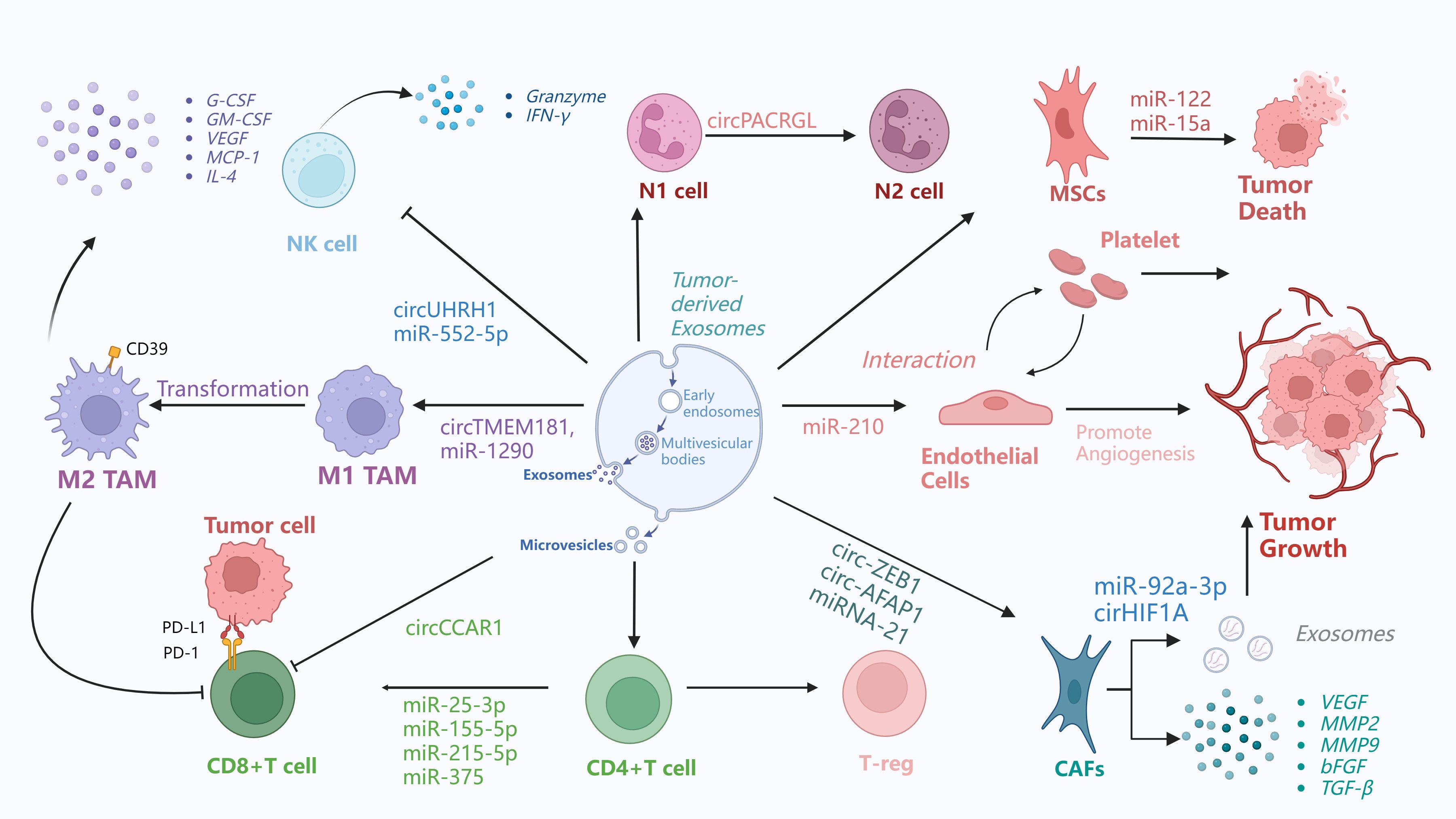 Diagram illustrating the interactions between various cells, exosomes, and signaling molecules in the tumor microenvironment. Includes pathways involving M1 and M2 TAM, NK cells, N1 and N2 cells, CD8+ T cells, CD4+ T cells, CAFs, endothelial cells, MSCs, platelets, and tumor cells. Shows the roles of specific microRNAs and proteins like granzyme, IFN-gamma, G-CSF, GM-CSF, VEGF, and others in processes such as angiogenesis, tumor growth, and death. Arrows indicate the direction of interactions and effects between these components.