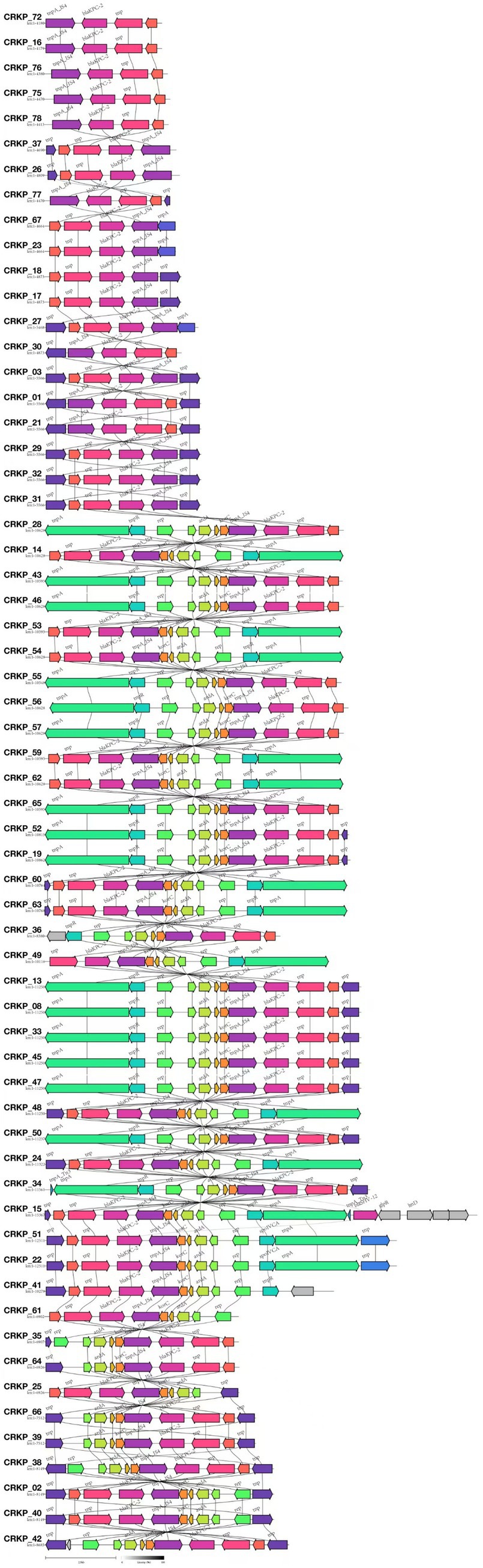Gene map diagram displaying CRKP identifiers with multiple colored arrows representing genes aligned horizontally. Each row, labeled with a CRKP identifier, shows a sequence of genes and their interactions, with connections between specific genes marked above with labels like NDM, bleMBL, IIP, and ISKpn. Different colors and arrow directions illustrate gene variations and orientations across the sequences.