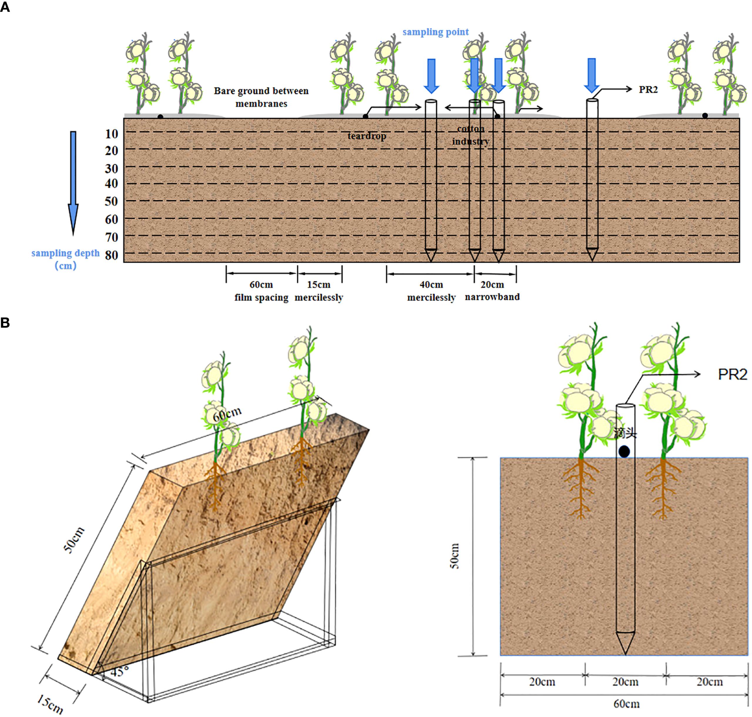 (A) Diagram of soil sampling setup showing vertical soil layers from 0 to 80 centimeters with various depths marked. Cotton plants are depicted above, and arrows indicate sampling points. There is a section labeled “bare ground between membranes.” (B) Two diagrams: one illustrates a 3D view of soil layers with cotton plants above, marked with measurements like 60 centimeters and 15 centimeters; the other depicts a cross-section with a probe labeled PR2 inserted into the soil near the plants, showing depth markers and spacing.
