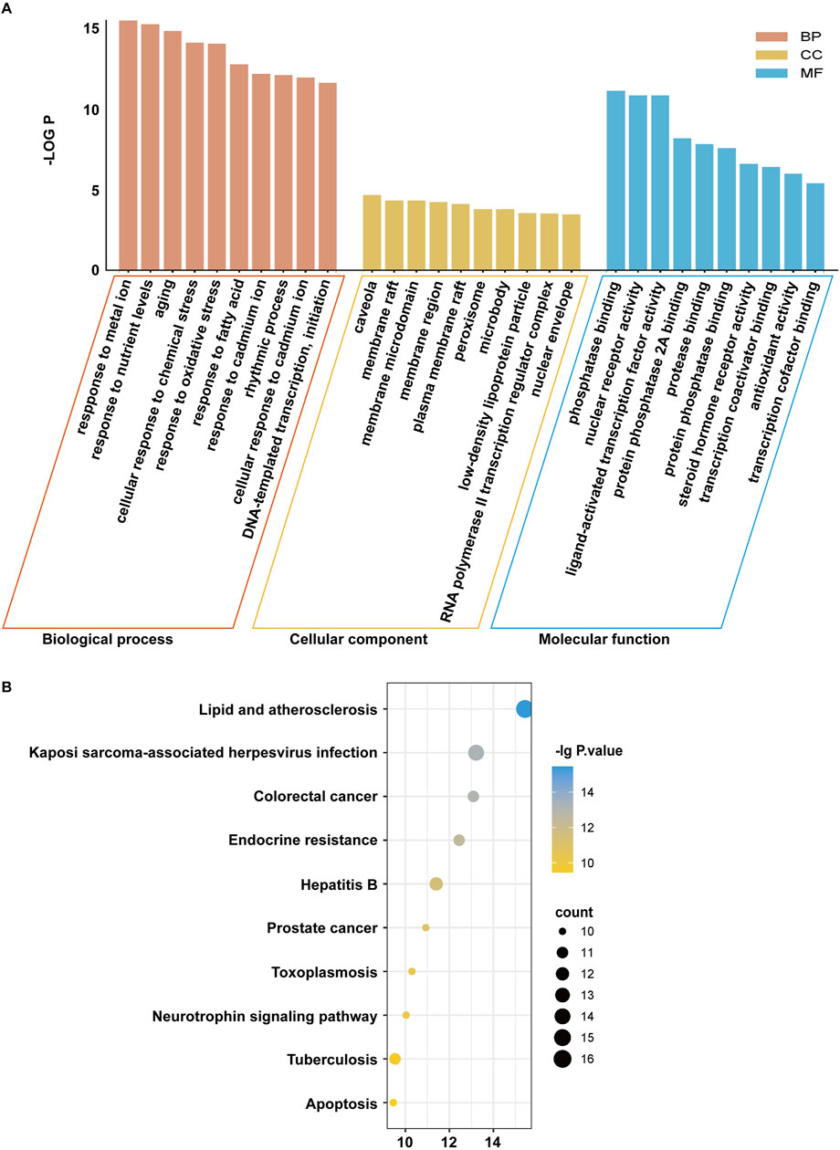 A two-part visualization shows data related to gene ontology and pathways. Panel A presents a bar chart divided into Biological Process (BP), Cellular Component (CC), and Molecular Function (MF) categories, with bars showing significance based on -log P-values. Panel B displays a bubble plot highlighting various pathways such as lipid metabolism and cancer, with bubble size indicating the count and color reflecting -log P-values.