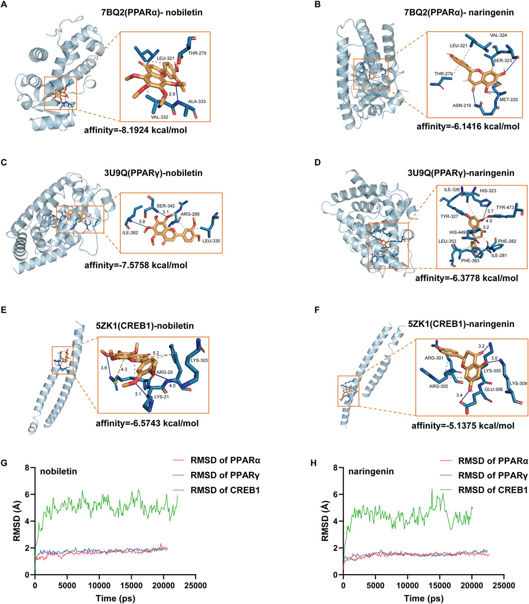 Molecular docking images depict interactions of nobiletin and naringenin with PPARα, PPARγ, and CREB1 proteins. Panels A to F show structural alignments, binding affinities, and key residues involved in binding. Panels G and H display RMSD plots over time for PPARα, PPARγ, and CREB1 with nobiletin and naringenin, illustrating molecular stability.