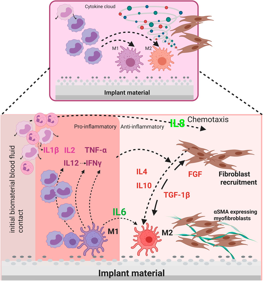 Illustration of the immune response and fibroblast recruitment associated with implant materials. It shows the transition from pro-inflammatory to anti-inflammatory states, with cytokines like IL1β, IL2, TNF-α, and IL12 inducing M1 macrophage activation. IL6 promotes a shift towards M2 macrophages, influenced by IL4, IL10, and TGF-1β. Chemotaxis via IL8 attracts fibroblasts, and FGF supports their recruitment and differentiation into αSMA-expressing myofibroblasts near the implant. The diagram highlights the dynamic cellular interactions upon contact with the implant.