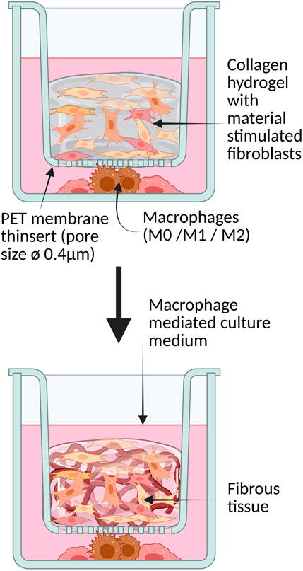 Diagram illustrating a two-step experimental setup with collagen hydrogel containing stimulated fibroblasts in a membrane insert above macrophages labeled M0, M1, M2. The bottom panel shows the formation of fibrous tissue in the hydrogel, indicating interaction with macrophage-mediated culture medium.