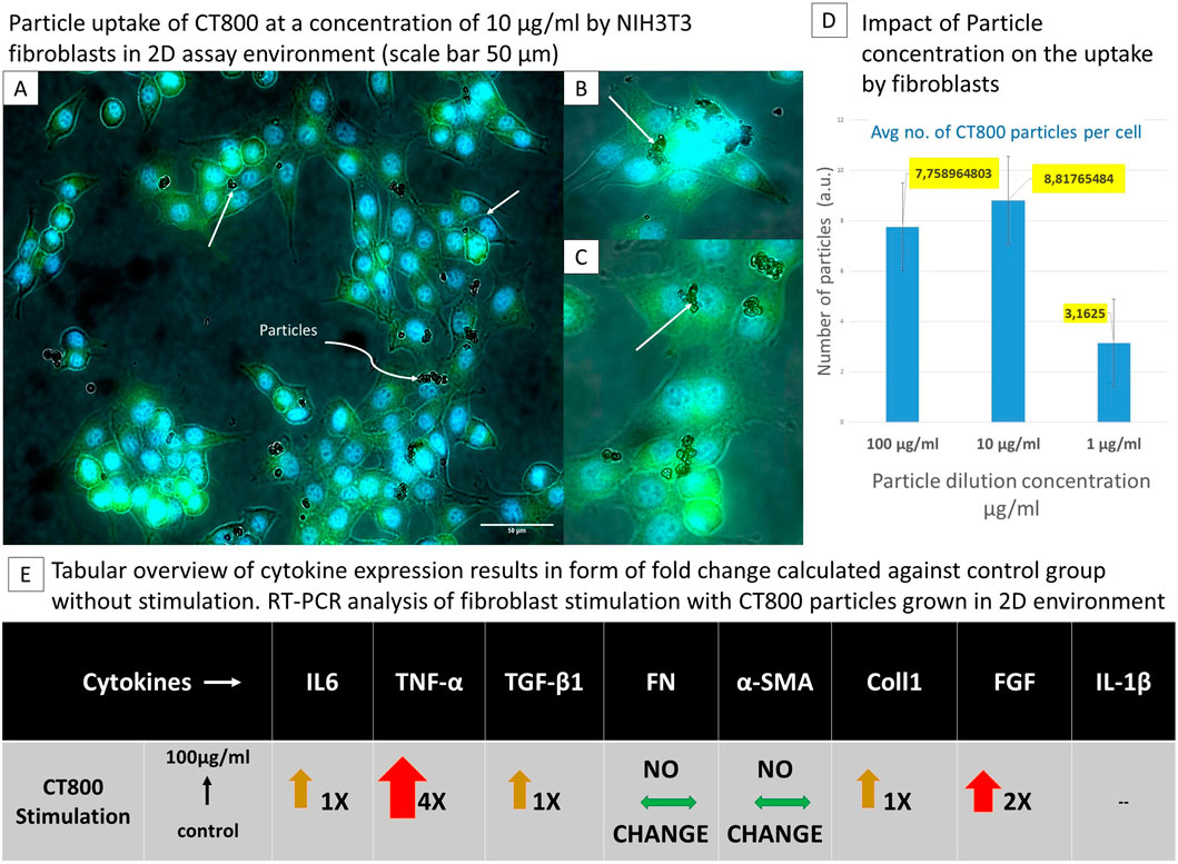 Microscopic images and a chart analyze CT800 particle uptake by NIH3T3 fibroblasts. Panels A-C show particle internalization in a 2D assay at 10 micrograms per milliliter, with arrows indicating particles. Panel D presents a bar graph of particle uptake at different concentrations, showing the highest uptake at 10 micrograms per milliliter. Panel E displays a table of cytokine expression results, highlighting changes in IL6, TNF-α, TGF-β1, FN, α-SMA, Coll1, FGF, and IL-1β with particle stimulation compared to control.