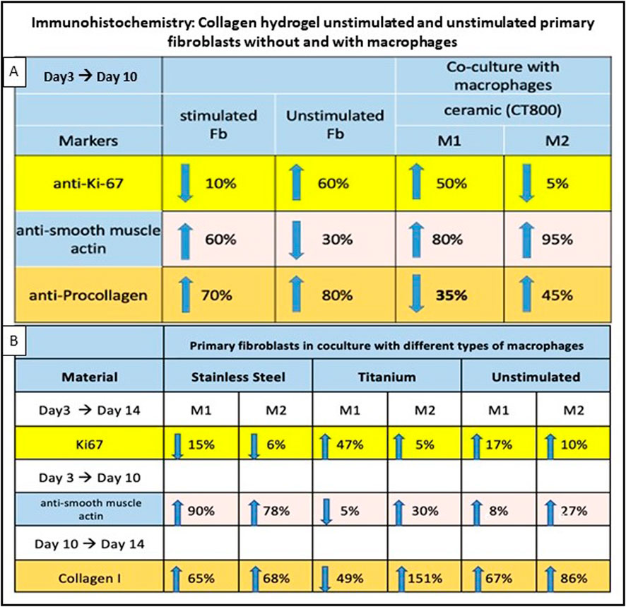 Table showing immunohistochemistry results for collagen hydrogel with stimulated and unstimulated primary fibroblasts and macrophages. Part A compares changes in markers: anti-Ki-67, anti-smooth muscle actin, and anti-procollagen from Day 3 to Day 10. Part B shows changes in Ki67, anti-smooth muscle actin, and Collagen I for primary fibroblasts in coculture with macrophages on different materials from Day 3 to Day 14. Arrows indicate increase or decrease, with percentages provided for all conditions.