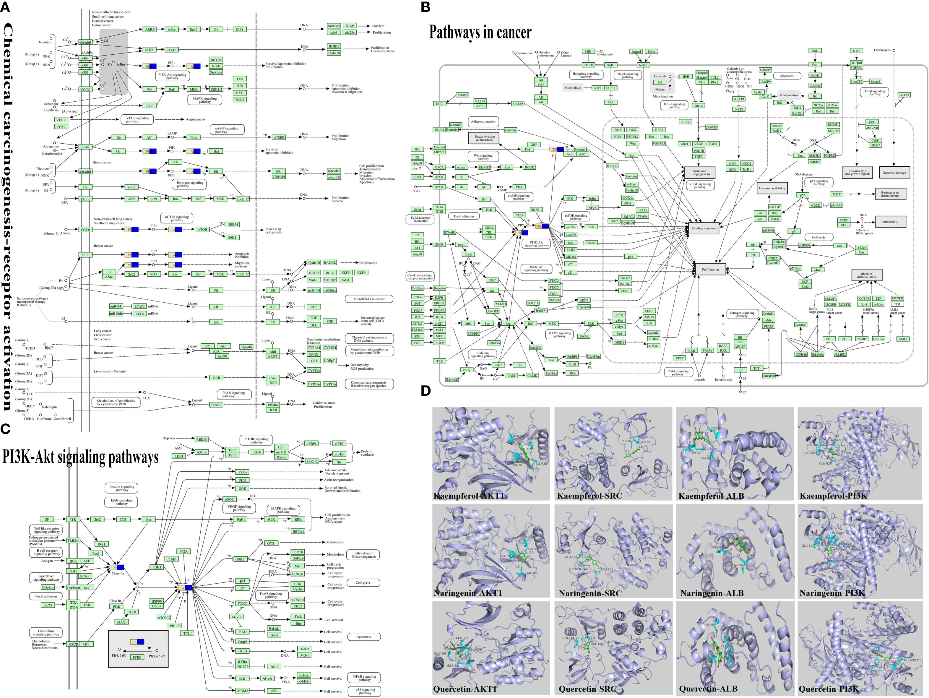 Four-panel diagram detailing molecular pathways and interactions. Panel A shows chemical carcinogenesis-receptor activation pathways with multiple interconnected green and blue boxes representing various molecules and reactions. Panel B illustrates complex cancer pathways with numerous nodes and links, indicating molecular interactions and processes. Panel C displays the PI3K-Akt signaling pathways, highlighting intricate connections and pathway components. Panel D consists of twelve images depicting molecular structures of flavonoids interacting with proteins, each labeled with specific interactions like Kaempferol-AKT and Quercetin-PI3K.