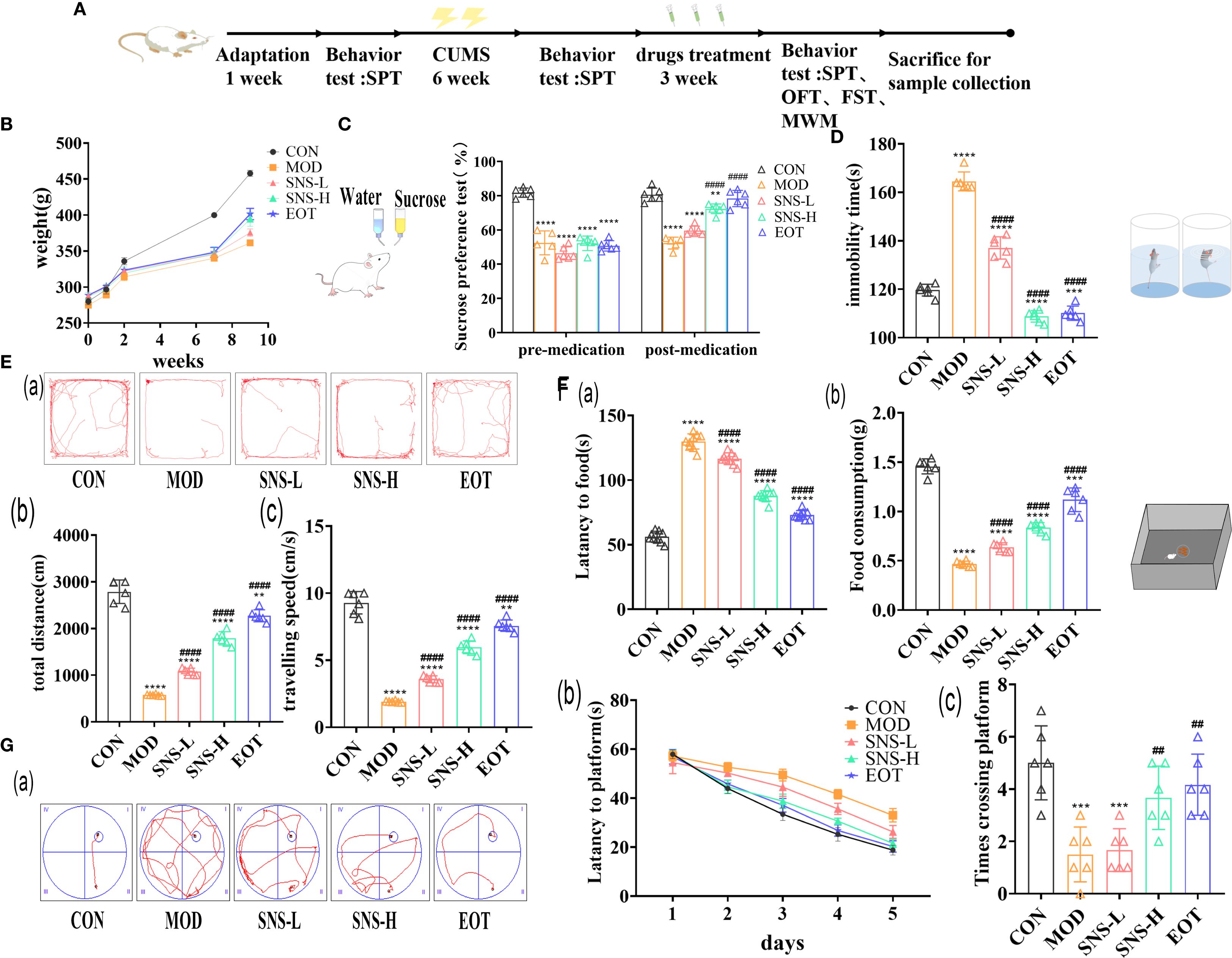 Charts and diagrams depict experimental results involving rat across different test groups. Section A describes a timeline of adaptation and behavior tests, including CUMS, drug treatment, and sample collection. Graph B shows weight changes over 10 weeks. Graph C displays sucrose preference pre- and post-medication. Graph D illustrates immobility time in water tests. Section E(a) displays trajectory paths, (b) total distance, and (c) traveling speed of each group. Graph F(a) shows latency to food, (b) food consumption. Graph G(a) displays escape paths in a water maze, (b) latency to platform over five days, and (c) platform crossing times.