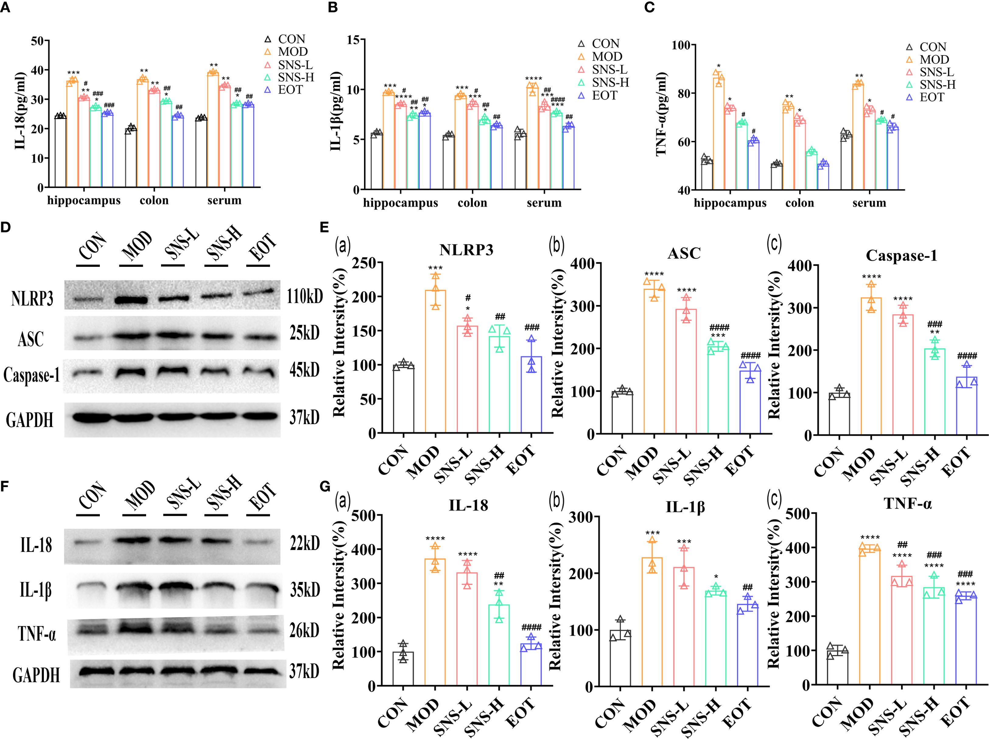 Graphs and Western blot images displaying inflammatory markers in various conditions. Parts A, B, and C show IL-18, IL-1β, and TNF-α levels in the hippocampus, colon, and serum, comparing control (CON), model (MOD), and treatments (SNS-L, SNS-H, EOT). Image D depicts protein band intensities for NLRP3, ASC, and Caspase-1. Parts E and F provide bar graphs of relative intensities for the same markers, highlighting differences among conditions. GAPDH is used as a loading control. Statistical significance is indicated with asterisks and hashtags.