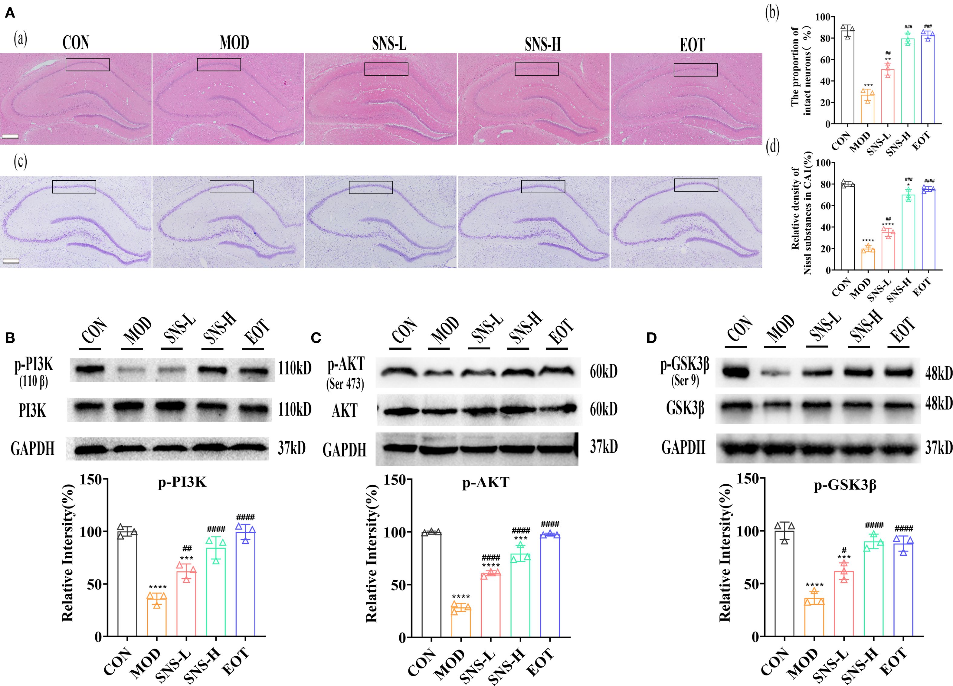Histological and biochemical analysis of brain tissue samples across different treatment groups (CON, MOD, SNS-L, SNS-H, EOT). Panels A(a) and A(c) show stained tissue sections, highlighting structural differences. Graphs B, C, and D present Western blot results for proteins p-PI3K, p-AKT, and p-GSK3β, respectively, with corresponding bar graphs indicating relative intensities. The data suggest variations in protein expression and histological changes between the groups.