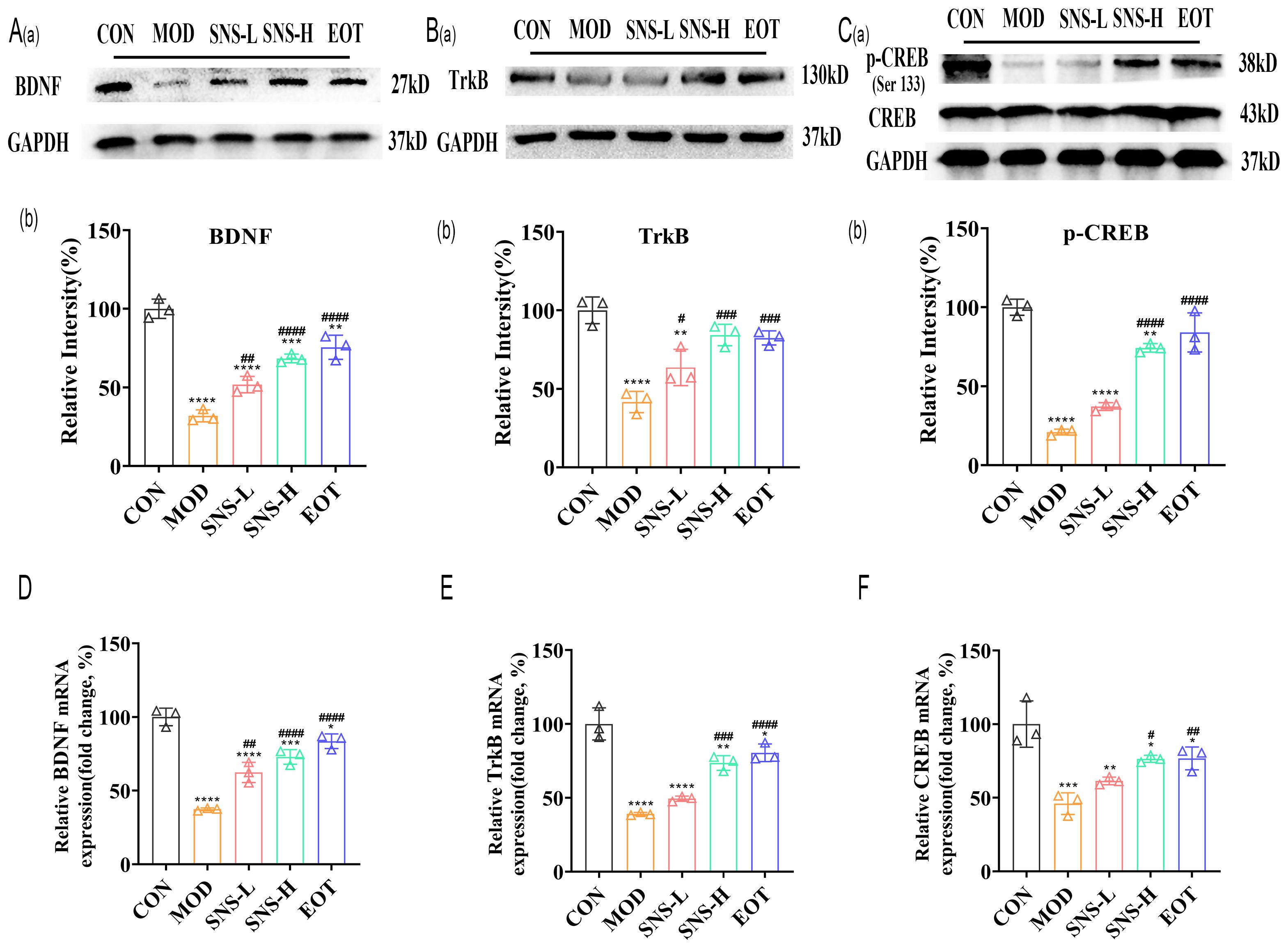 Western blot analysis and bar charts comparing protein and mRNA expression levels. Panels A, B, and C show protein bands for BDNF, TrkB, and p-CREB/CREB with GAPDH as a loading control across various treatment groups (CON, MOD, SNS-L, SNS-H, EOT). Panels D, E, and F display corresponding bar charts indicating relative intensities or fold changes in mRNA expression levels for BDNF, TrkB, and CREB compared to the control. Each treatment group is represented, with statistical significance levels noted on the charts.