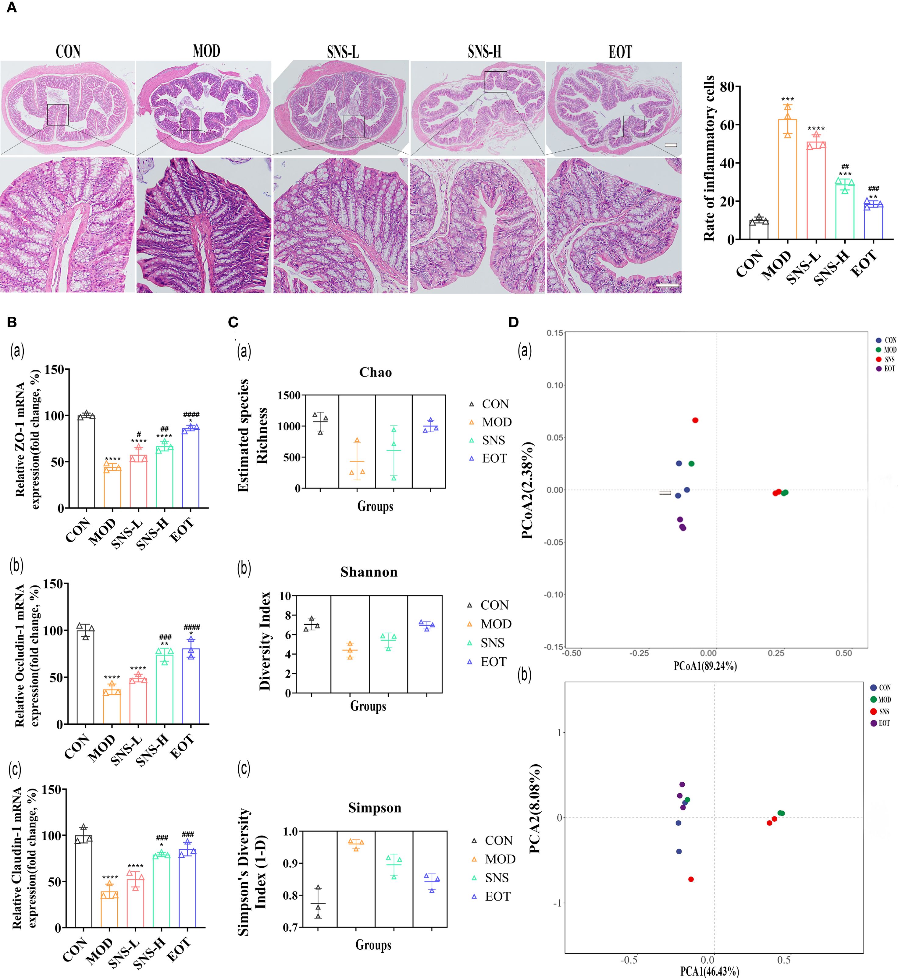 Panel A shows histological images of intestinal tissue sections from five groups: CON, MOD, SNS-L, SNS-H, and EOT, with a bar chart of inflammatory cell rates. Panel B contains bar charts depicting ZO-1, Occludin, and Claudin-1 mRNA expressions among the groups. Panel C displays scatter plots for Chao, Shannon, and Simpson indices for biodiversity across the groups. Panel D features PCoA plots illustrating microbial community differences based on PCA1 and PCA2 axes.