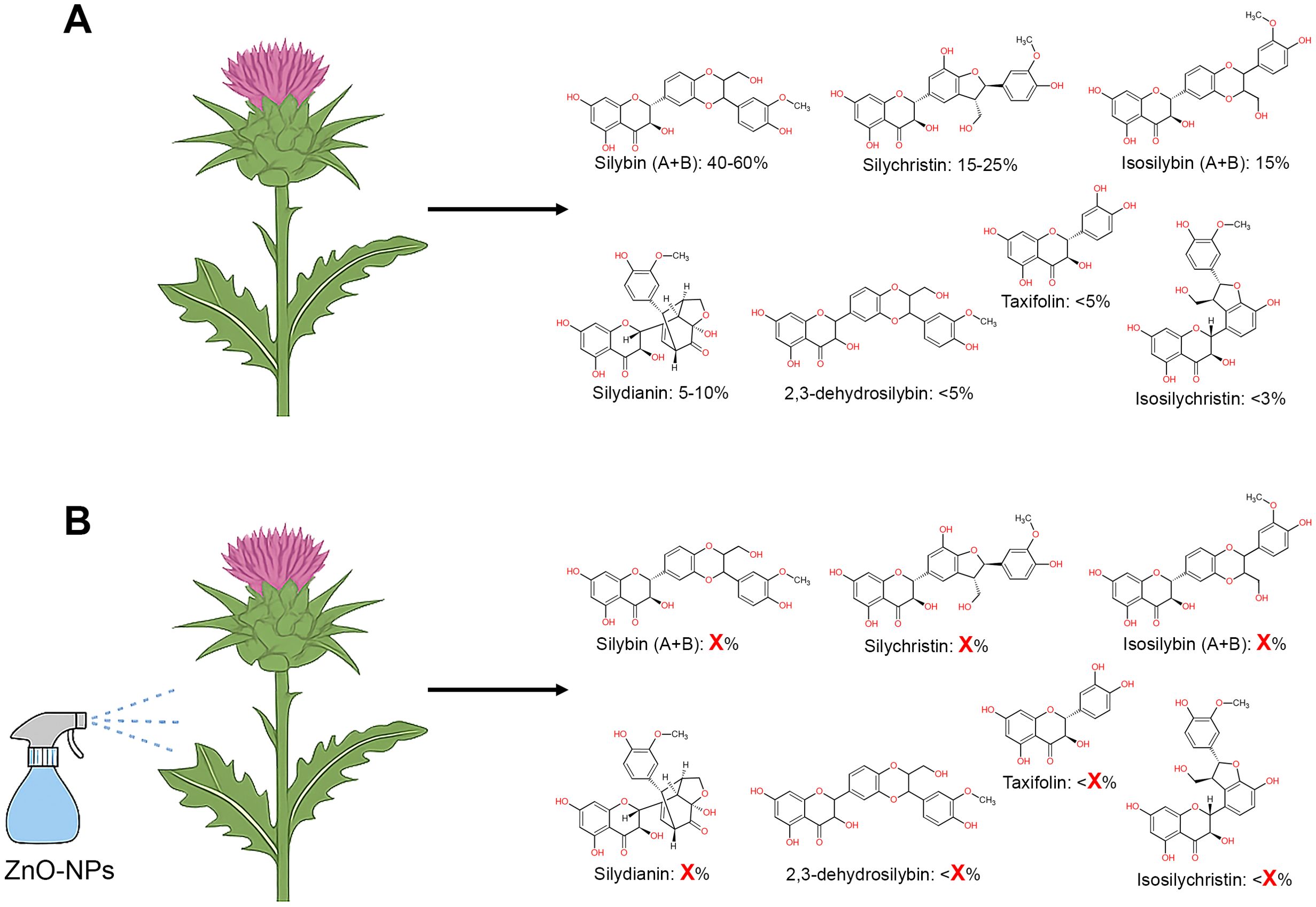 Illustration showing the effects of ZnO nanoparticles on a thistleplant's chemical composition. Panel A depicts a normal plant with chemical compounds and their percentages, including silybin, silychristin, and others. Panel B shows the plant sprayed with ZnO nanoparticles, with “X%” indicating possible changes in thecompound percentages.