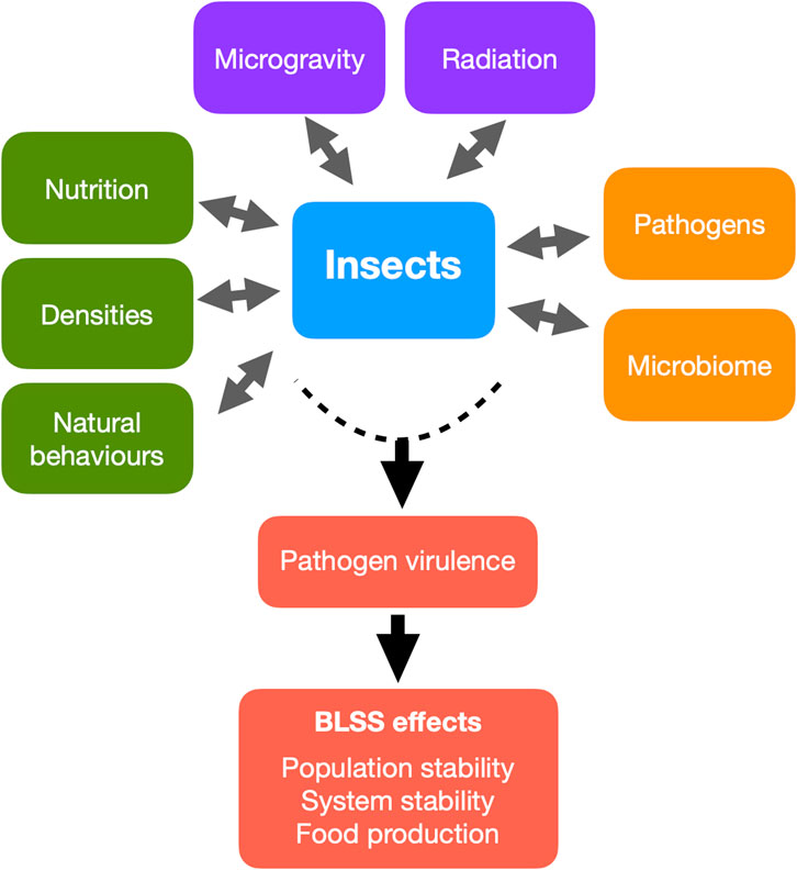 Flowchart depicting factors affecting insect health in space. Central blue box labeled