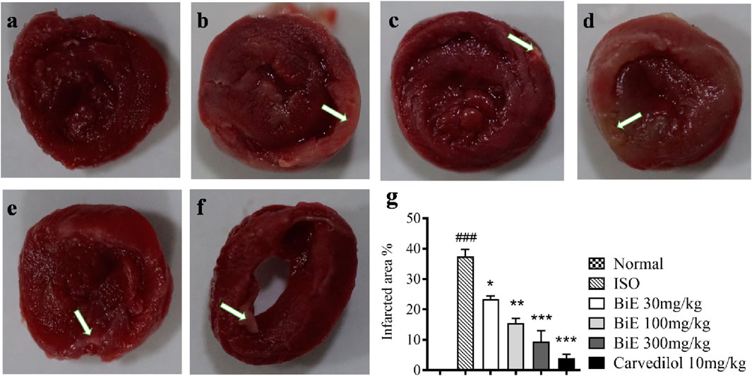 Cross-sections of tissue samples labeled a to f, with arrows highlighting specific regions. Graph labeled g shows infarcted area percentages for different treatments: Normal, ISO, BiE doses (30, 100, 300 mg/kg), and Carvedilol 10 mg/kg.
