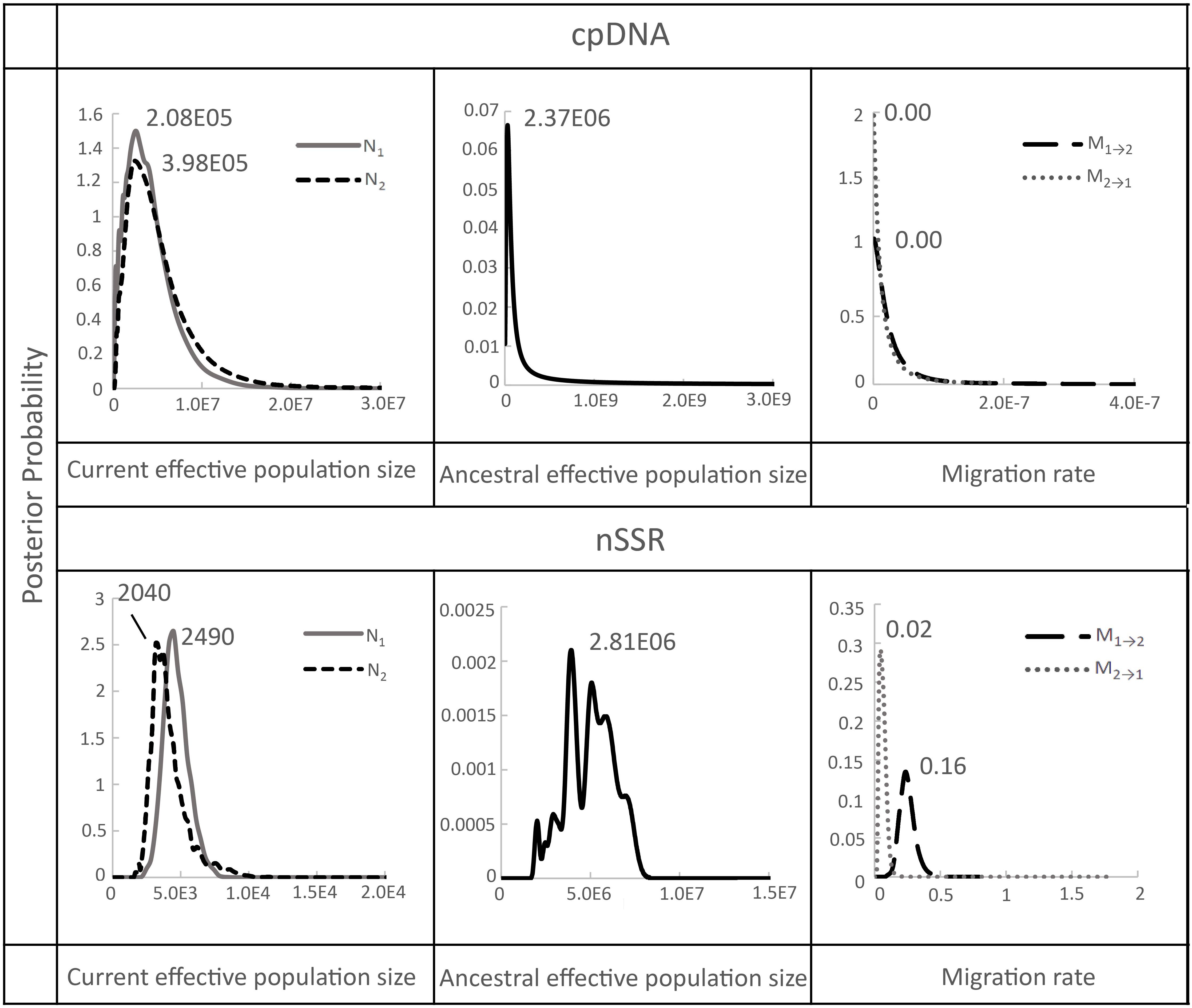 Graph showing posterior probability distributions for cpDNA and nSSR data. Three panels per data set illustrate current effective population size, ancestral effective population size, and migration rate. cpDNA shows peaks at 2.08x10^5 and 3.98x10^5 for current population size, with ancestral size at 2.37x10^6. Migration rates approach zero. nSSR shows peaks at 2040 and 2490 for current size, with ancestral size at 2.81x10^6. Migration rates peak at 0.02 and 0.16.