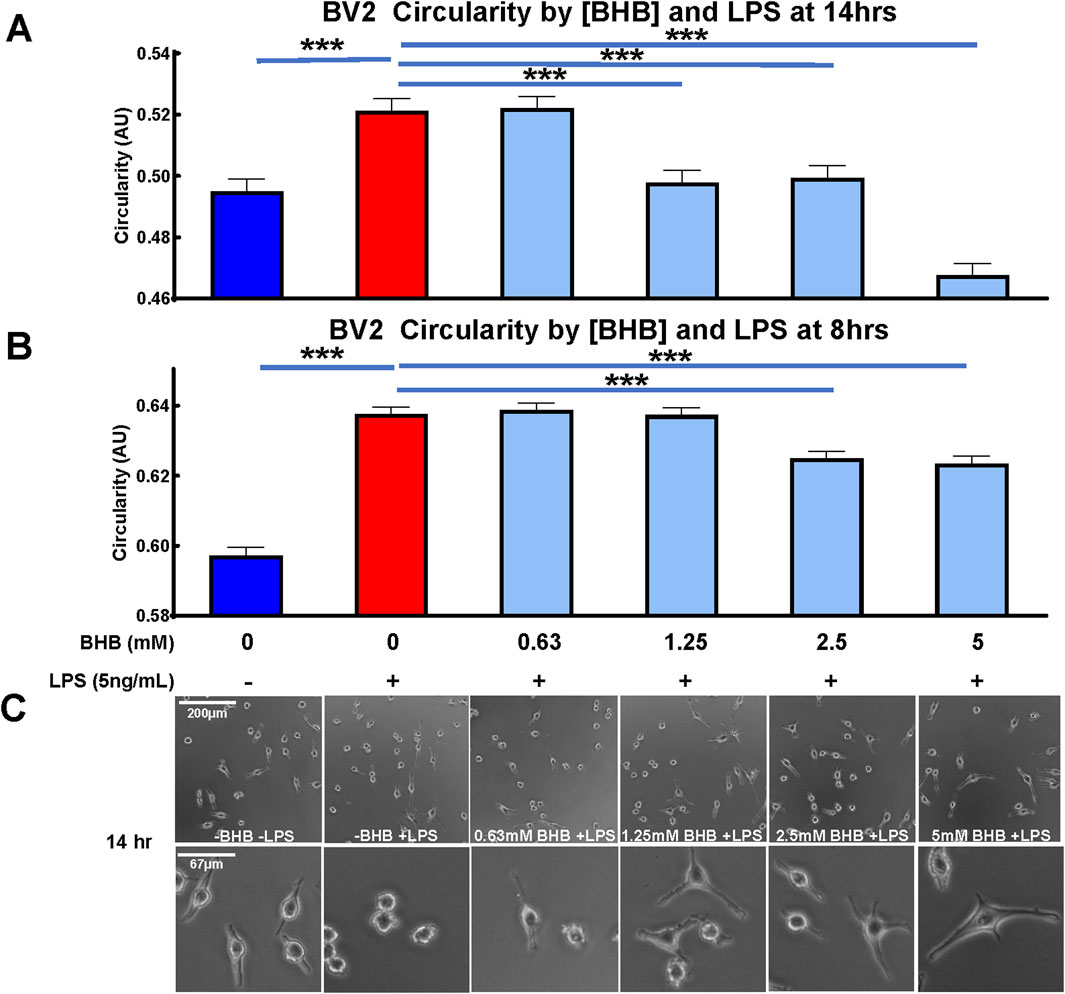 Bar graphs and cell images depict BV2 cell circularity influenced by BHB and LPS concentrations. Graph A shows data at fourteen hours, and graph B at eight hours, with significant differences indicated by asterisks. Image C presents cell morphology under varying BHB and LPS treatments at fourteen hours, highlighting changes in circularity.