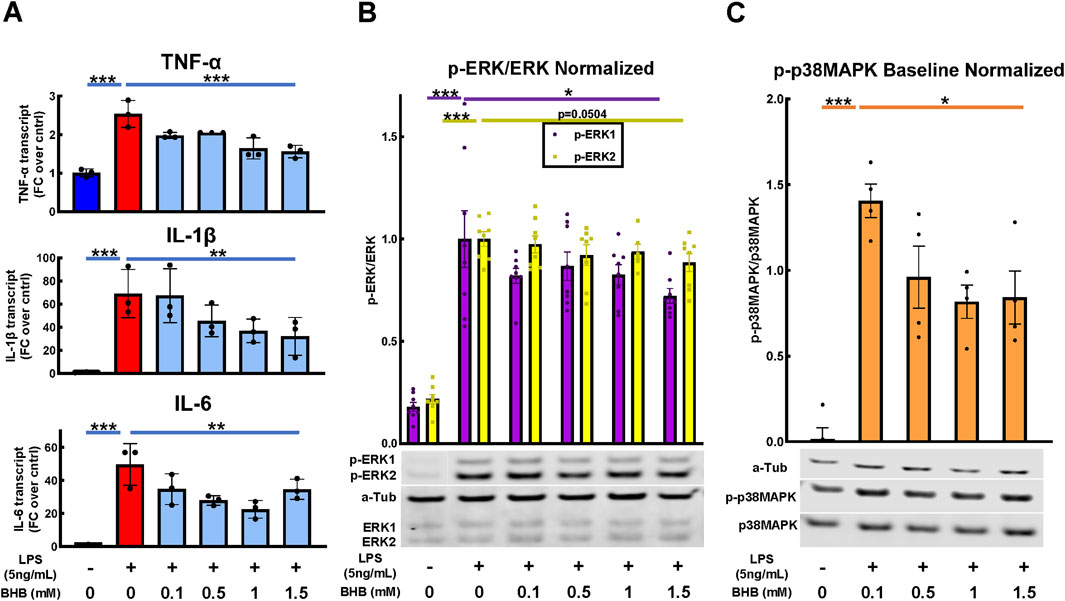 Bar charts depicting the effects of LPS and BHB on cytokine transcripts and protein levels. Panel A shows TNF-α, IL-1β, and IL-6 transcript levels with varied treatments, highlighting a significant increase with LPS alone and a reduction with BHB. Panel B illustrates normalized p-ERK1/ERK and p-ERK2/ERK levels, showing significant changes with treatments. Panel C displays normalized p-p38MAPK/38MAPK levels, highlighting significant differences. Statistical significance is indicated with asterisks.