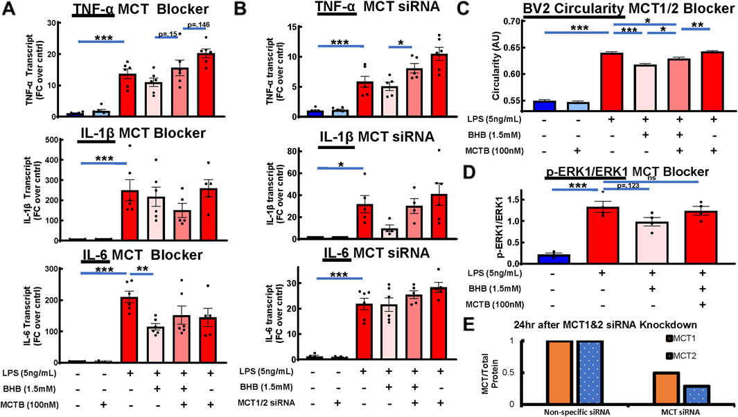 Bar charts display various experimental conditions involving MCT blockers and siRNA. Panels A and B illustrate changes in transcript levels of TNF-α, IL-1β, and IL-6 with treatment modifications. Panel C shows BV2 cell circularity with MCT1/2 blockers. Panel D presents p-ERK1/ERK1 levels under similar treatments. Panel E indicates MCT1 and MCT2 protein levels 24 hours post-siRNA knockdown. Statistical significance is marked by asterisks. Treatments involve LPS, BHB, MCTB, and MCT1/2 siRNA, with positive and negative controls noted.