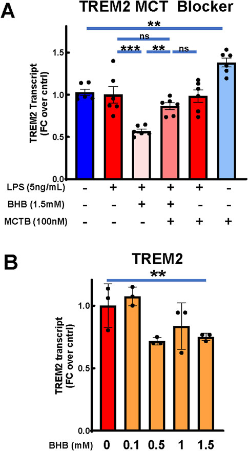 Bar charts showing TREM2 transcript fold change over control in two experiments. Panel A compares LPS, BHB, and MCTB treatments, showing significant differences at various conditions (indicated by stars). Panel B examines concentration-dependent effect of BHB on TREM2 and shows BHB significantly downregulates TREM2 expression. Error bars represent standard deviation.