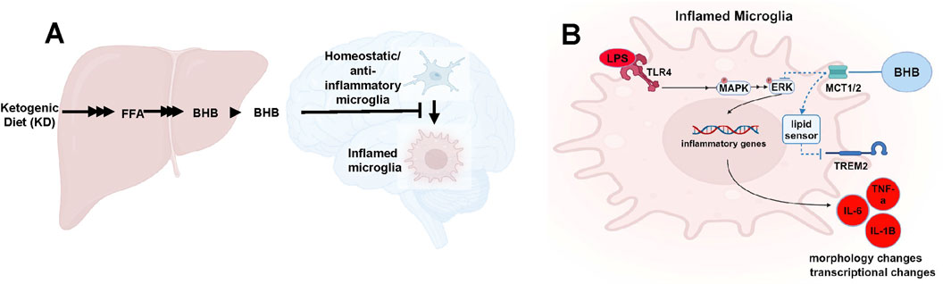 Diagram illustrating the effects of a ketogenic diet on microglia. Panel A shows a liver converting free fatty acids (FFA) to beta-hydroxybutyrate (BHB), which affects microglia in the brain. Homeostatic microglia are changed to inflamed microglia. Panel B details inflamed microglia mechanisms involving BHB, MAPK, ERK, and TREM2 pathways. Inflammatory gene expression leads to secretion of molecules like TNF-alpha, IL-6, and IL-1B, and morphological and transcriptional changes.