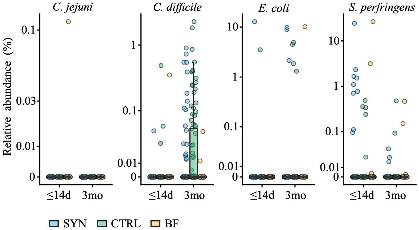 Graph illustrating the relative abundance of four bacteria species: C. jejuni, C. difficile, E. coli, and S. perfringens over time frames, less than fourteen days and three months. Three conditions are shown: SYN (blue), CTRL (green), and BF (yellow). Data points vary across the species, with notable variation in C. difficile at three months.