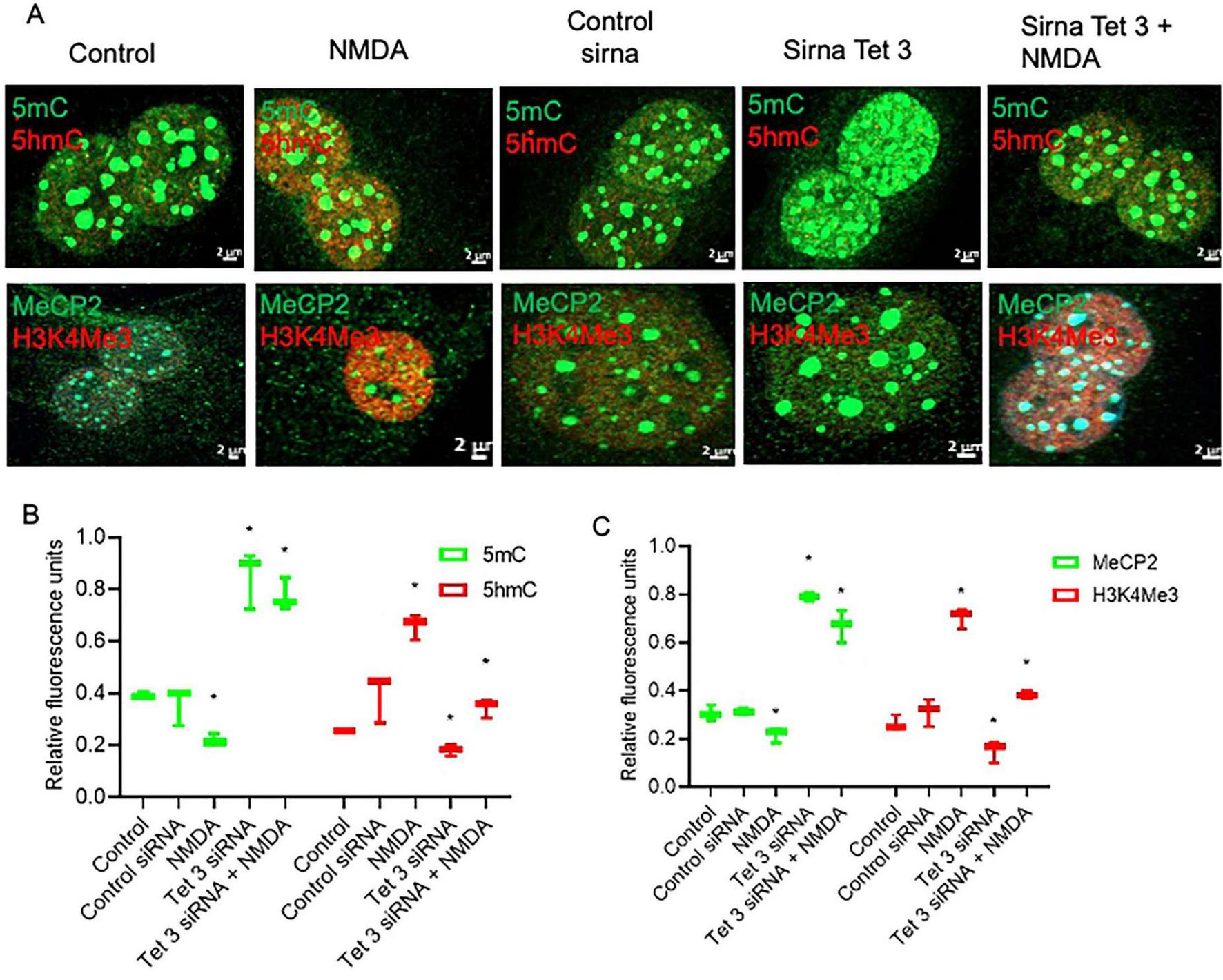 Fluorescent microscopy images and graphs comparing effects of various treatments on cells. Panel A displays fluorescence for 5mC, 5hmC, MeCP2, and H3K4Me3 across different conditions: Control, NMDA, Control siRNA, Tet 3 siRNA, and Tet 3 siRNA + NMDA, showing variations in green and red fluorescence. Panels B and C are graphs showing relative fluorescence units for 5mC, 5hmC, MeCP2, and H3K4Me3 under the same experimental conditions. The graphs indicate variations in fluorescence intensity with treatments.