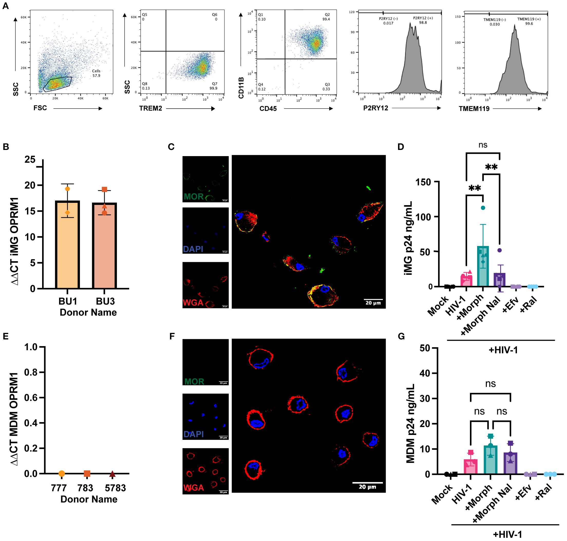 A sequence of scientific panels: Panel A shows flow cytometry plots analyzing cell markers. Panel B presents a bar graph comparing ΔΔCT iMG OPRM1 levels between BU1 and BU3 with error bars. Panel C displays fluorescent microscopy images with MORC, DAPI, and WGA staining. Panel D shows a bar graph of iMG p24 ng/mL levels across different conditions, indicating significant differences. Panel E depicts a bar graph comparing ΔΔCT MDM OPRM1 levels across sample numbers. Panel F presents fluorescent microscopy images with MORC, DAPI, and WGA staining for different cells. Panel G shows a bar graph of MDM p24 ng/mL levels with no significant differences across conditions.