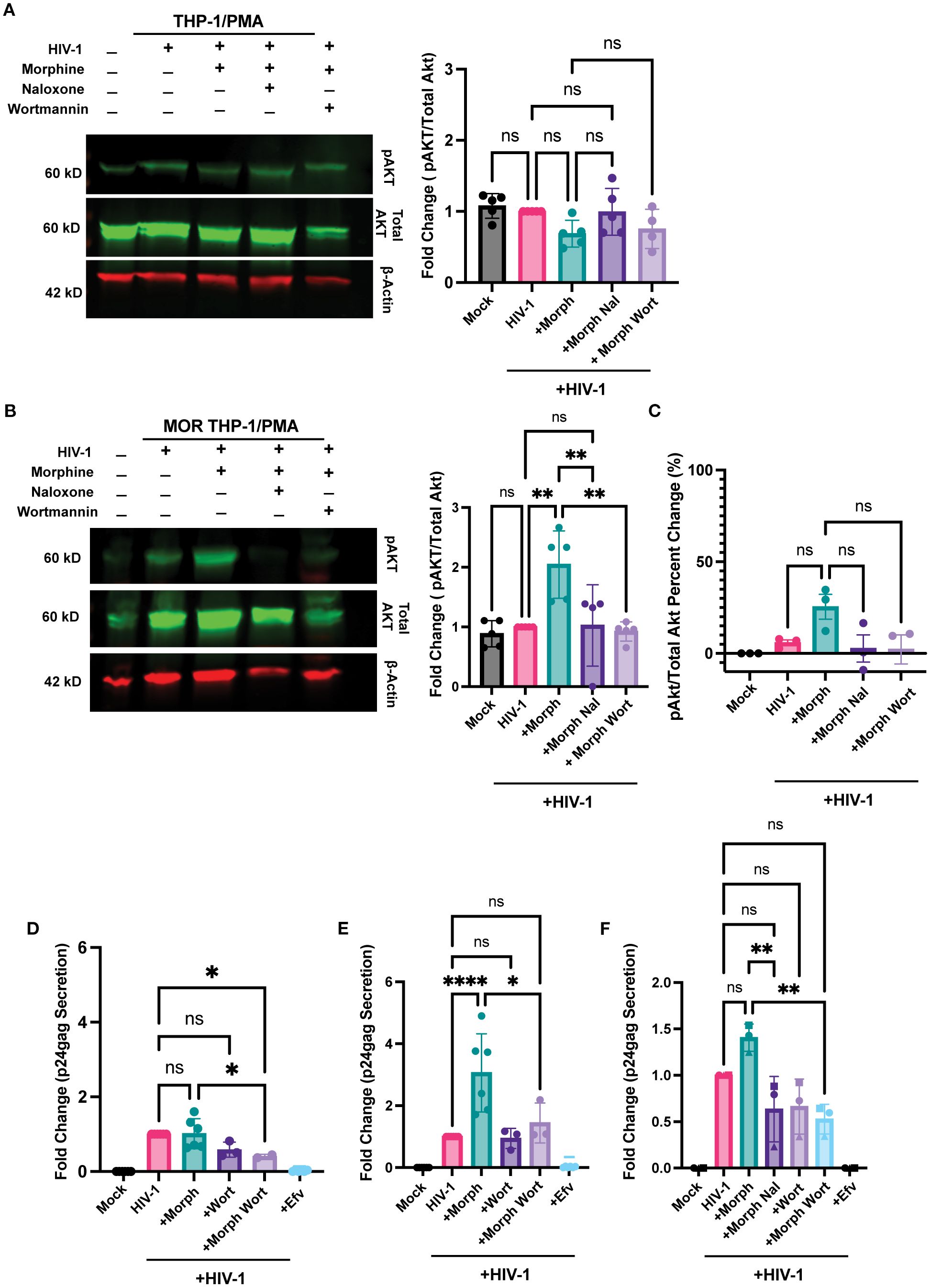 Western blot and bar graphs illustrate the effects of various treatments on Akt phosphorylation and p24gag secretion in THP-1/PMA cells. Panel A shows western blot bands for pAkt, total Akt, and β-actin, with corresponding bar graphs indicating fold changes. Panel B presents similar data for MOR THP-1/PMA. Panel C highlights percent change in pAkt/Total Akt. Panels D to F depict fold changes in p24gag secretion under different conditions. Statistical significance is noted with asterisks and ns (not significant).