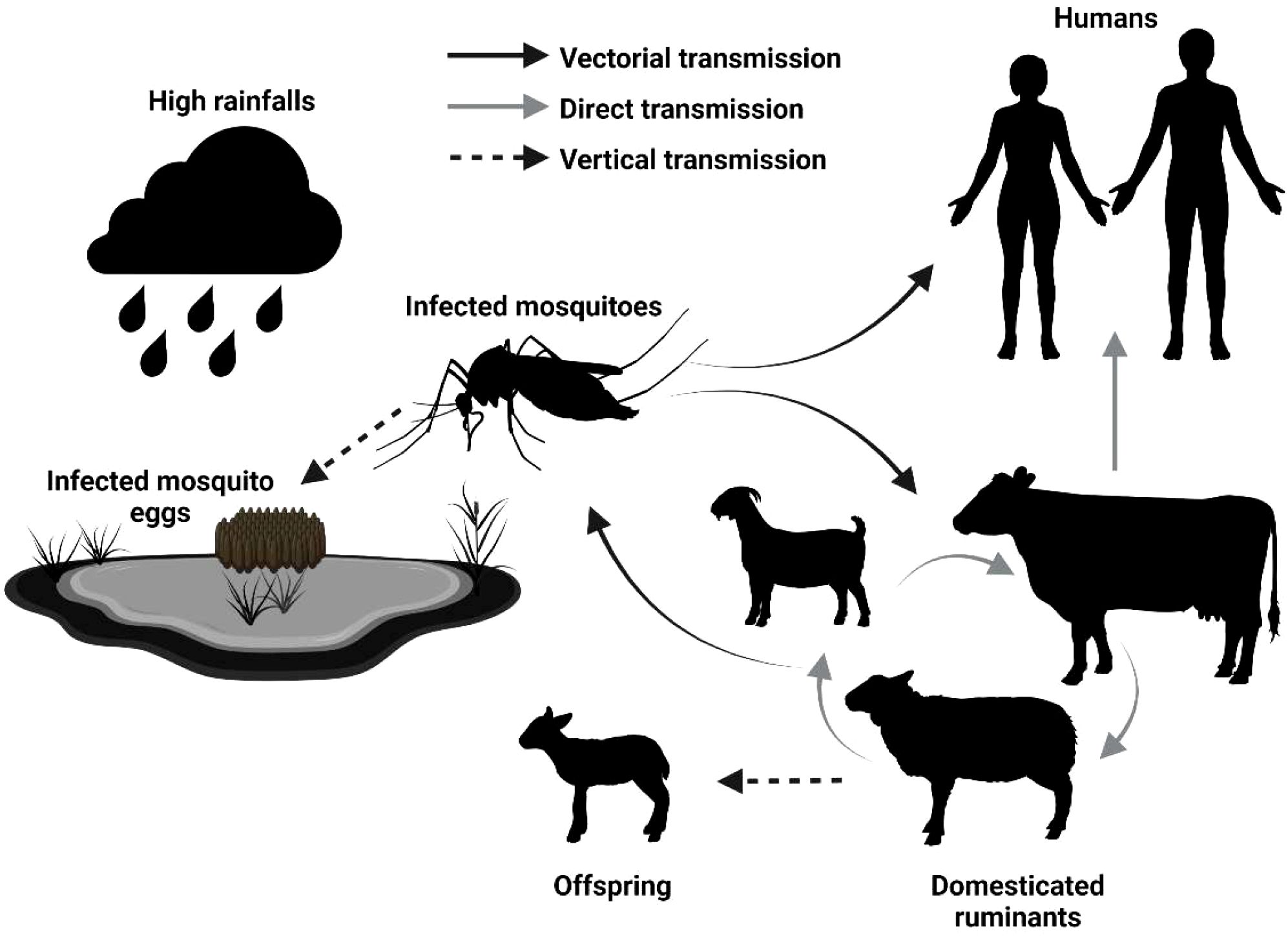 Diagram illustrating the transmission cycle of a disease involving mosquitos, domesticated ruminants, and humans. High rainfall leads to infected mosquito eggs. Mosquitoes transmit infection to ruminants and humans. Ruminants transmit it among themselves and to offspring. Three transmission types are shown: vectorial (solid arrow), direct (gray arrow), and vertical (dashed arrow).