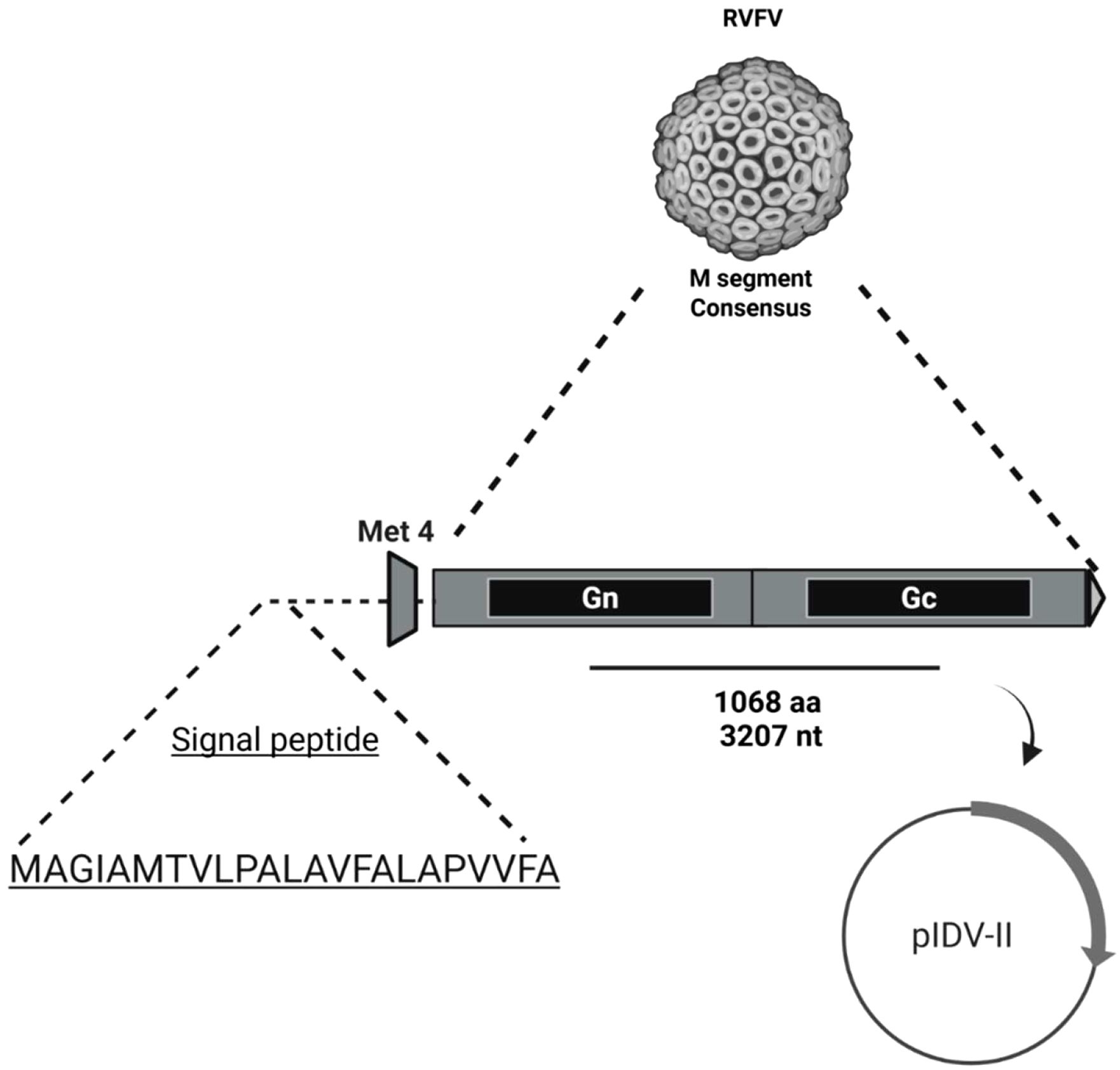 Diagram illustrating the Rift Valley Fever Virus (RVFV) M segment consensus. It features a viral particle and a linear schematic with labeled regions: signal peptide sequence “MAGIAMTVLPALAVFALAPVVFA,” a Met 4 start, and segments Gn and Gc. The sequence spans 1068 amino acids and 3207 nucleotides, connected to plasmid pIDV-II.
