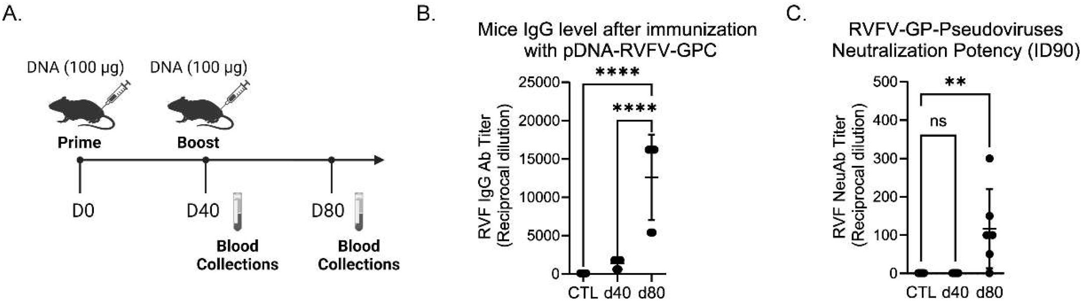 Diagram showing a study on mice immunized with pDNA-RVF-GPC. Panel A depicts a timeline of DNA injection (prime at D0, boost at D40) and blood collection at D80. Panel B shows IgG levels, with significant increases at D40 and D80 compared to controls. Panel C displays neutralization potency, highlighting significant results at D80.