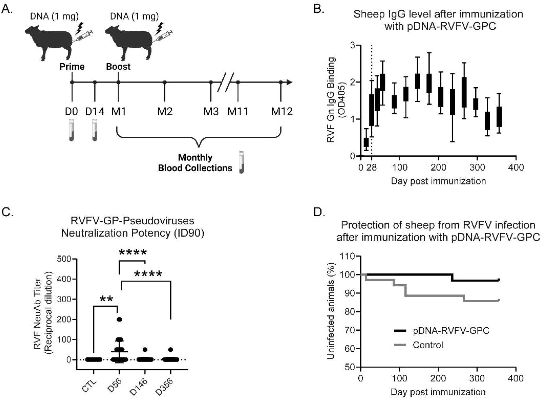 Diagram depicting a study on sheep immunization using pDNA-RVFV-GPC. Panel A shows a timeline of DNA administration and blood collection. Panel B presents a graph of sheep IgG levels post-immunization over 400 days. Panel C displays RVFV neutralization potency with significant differences. Panel D shows a survival curve indicating the percentage of uninfected sheep over time, comparing immunized and control groups.