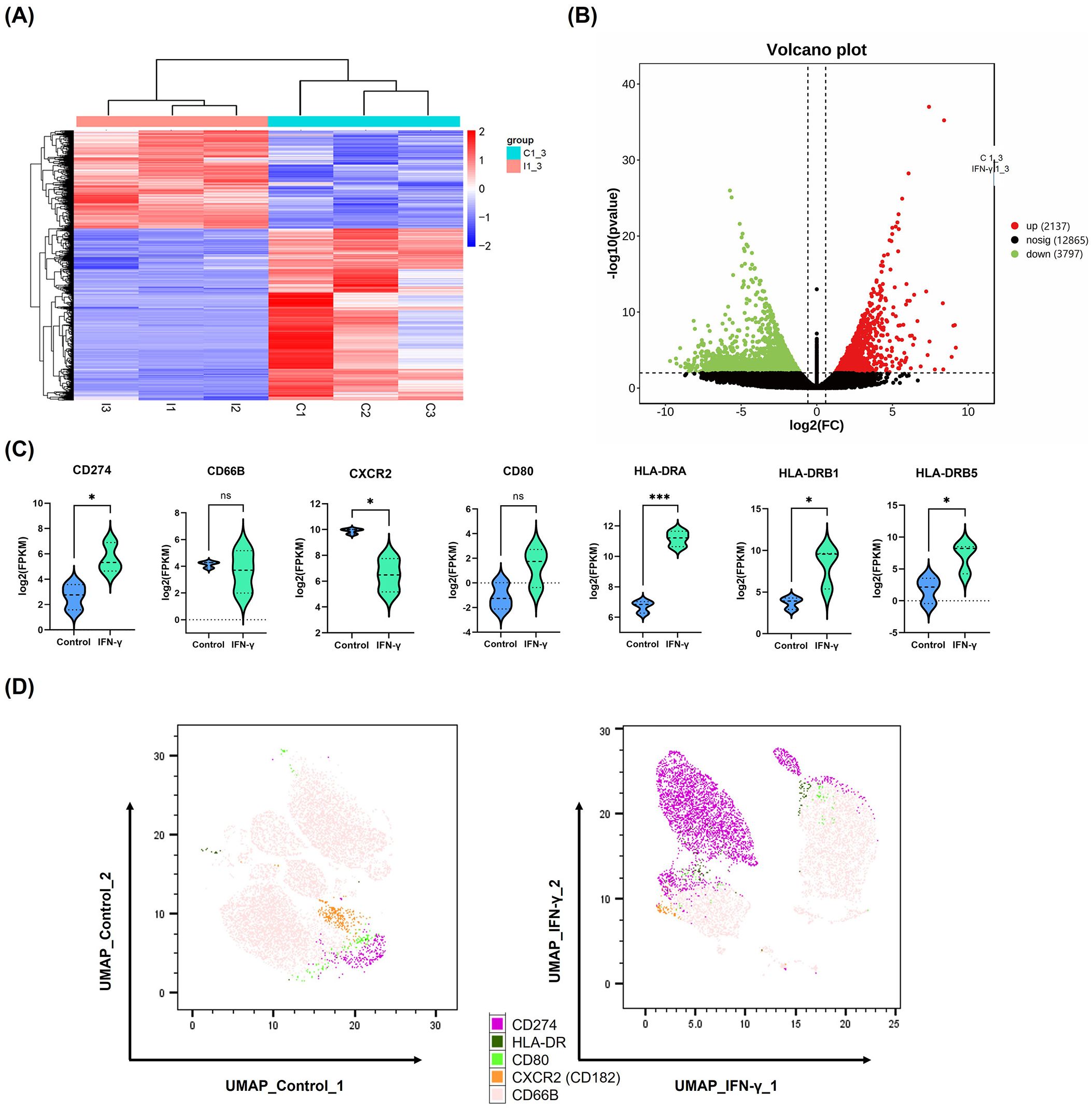 Hierarchical clustering heatmap (A) shows gene expression differences between groups C1_3 and I1_3, with a red-blue scale indicating expression levels. Volcano plot (B) displays gene significance and expression changes, distinguishing upregulated (red), downregulated (green), and non-significant (black) genes. Violin plots (C) illustrate expression levels of genes CD274, CD66B, CXCR2, CD80, HLA-DRA, HLA-DRB1, and HLA-DRB5 between control and IFN-γ treated samples, with significance indicated. UMAP plots (D) compare cellular distributions of markers CD274, HLA-DR, CD80, CXCR2, CD66B between control and IFN-γ conditions, with distinct clusters.
