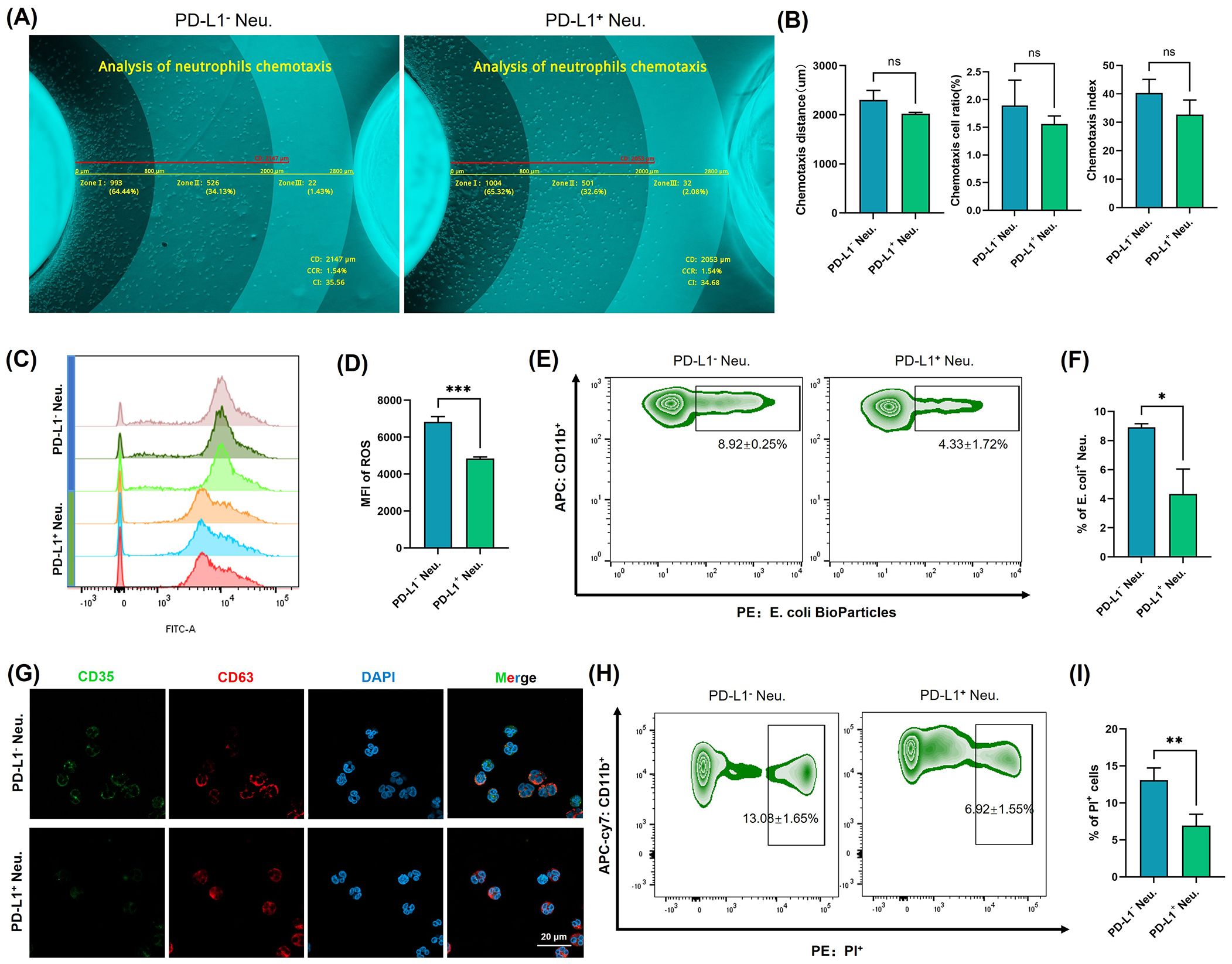 Images display data on neutrophil chemotaxis and activity with PD-L1 expression. (A) Comparison of chemotaxis in PD-L1- and PD-L1+ neutrophils. (B) Bar graphs showing chemotaxis distance, cell velocity, and index with no significant differences. (C) Flow cytometry histogram of ROS levels. (D) Bar graph showing increased mean fluorescence intensity of ROS in PD-L1- neutrophils. (E) Flow cytometry plots for E. coli binding to neutrophils. (F) Bar graph showing reduced percentage of E. coli binding in PD-L1+ neutrophils. (G) Microscopy images showing CD35, CD63, and DAPI staining. (H) Flow cytometry plots for PI uptake. (I) Bar graph showing lower percentage of PI+ cells in PD-L1+ neutrophils.